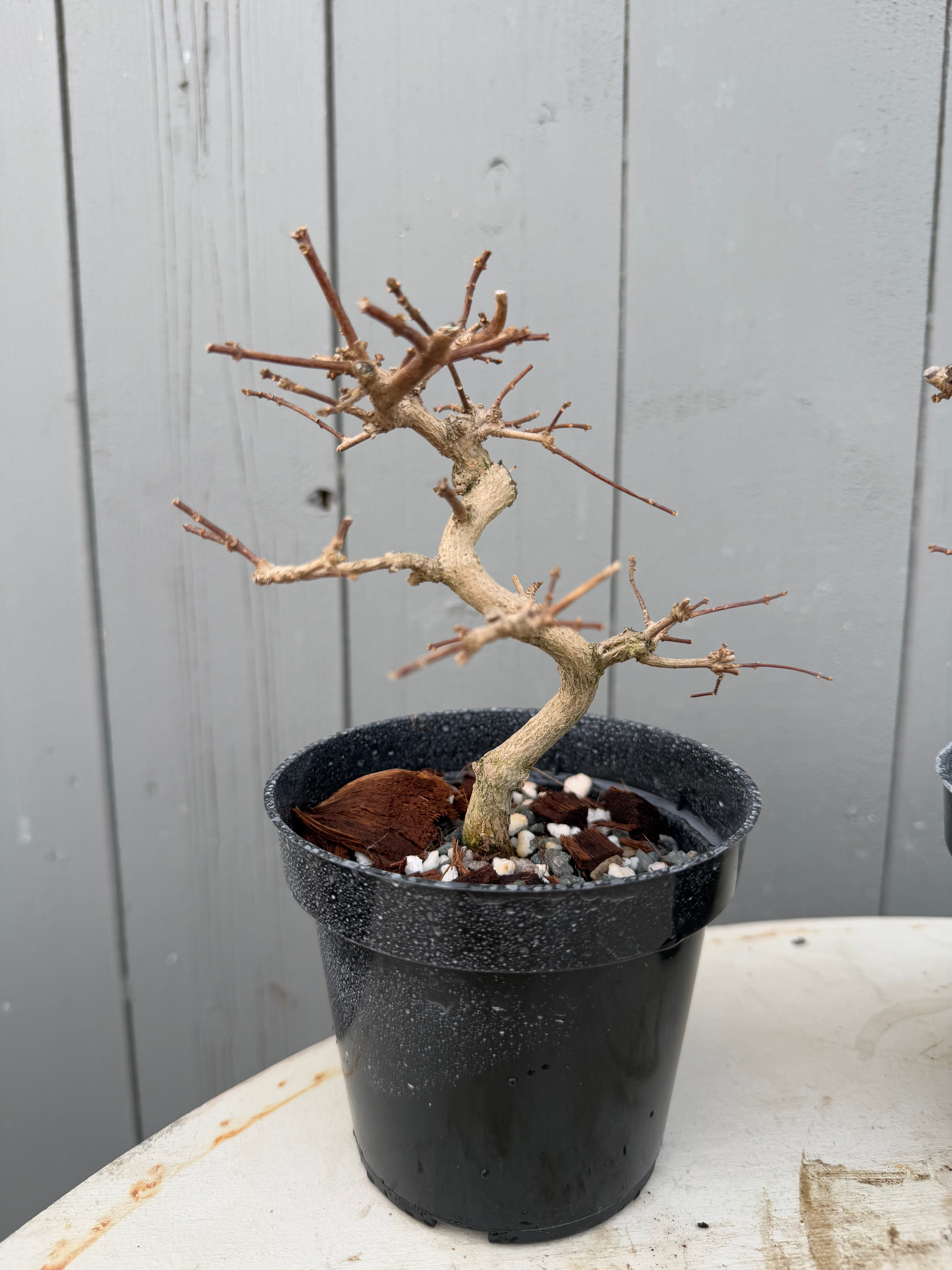 Premna japonica (large)