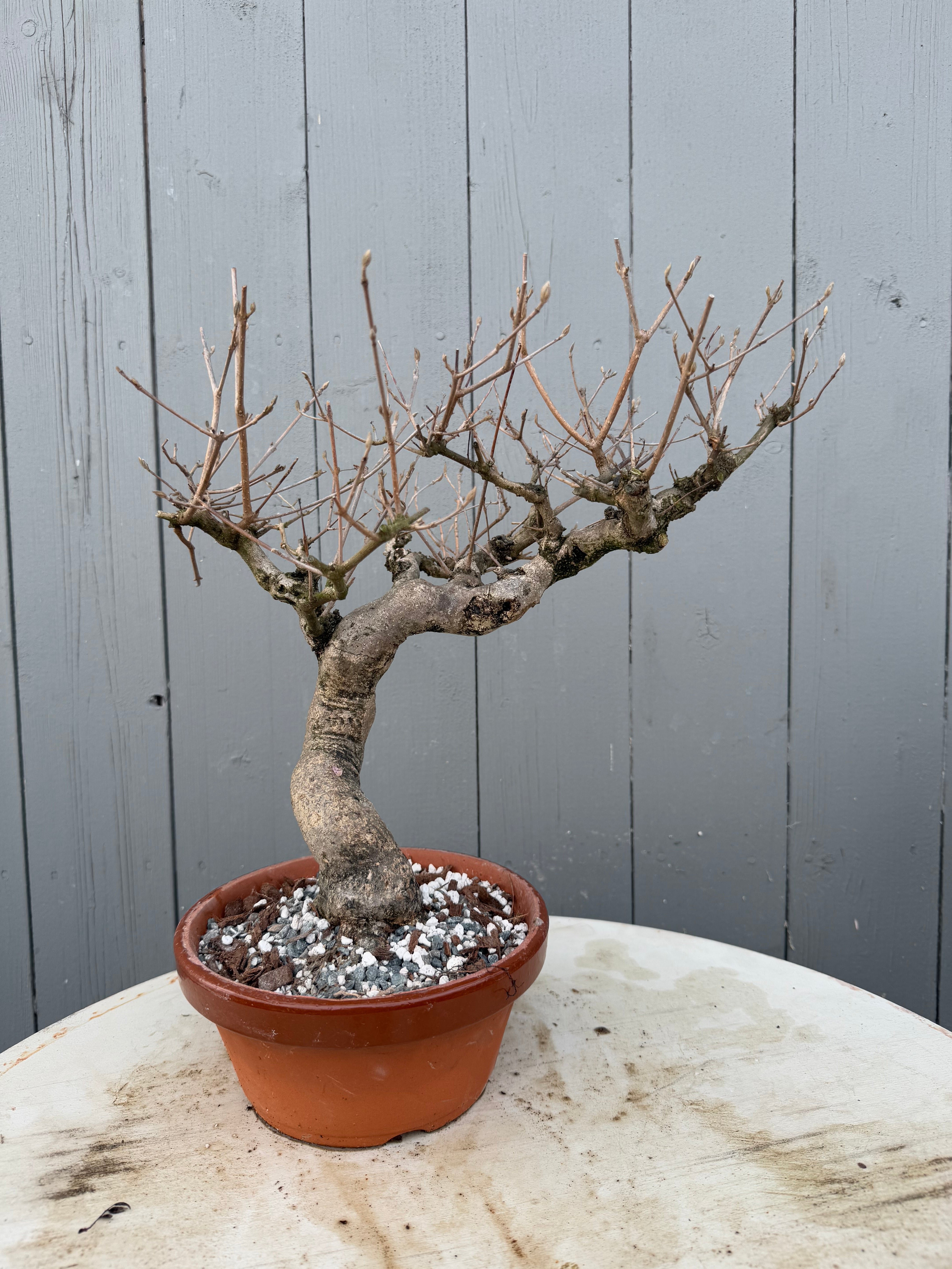 Callicarpa japonica