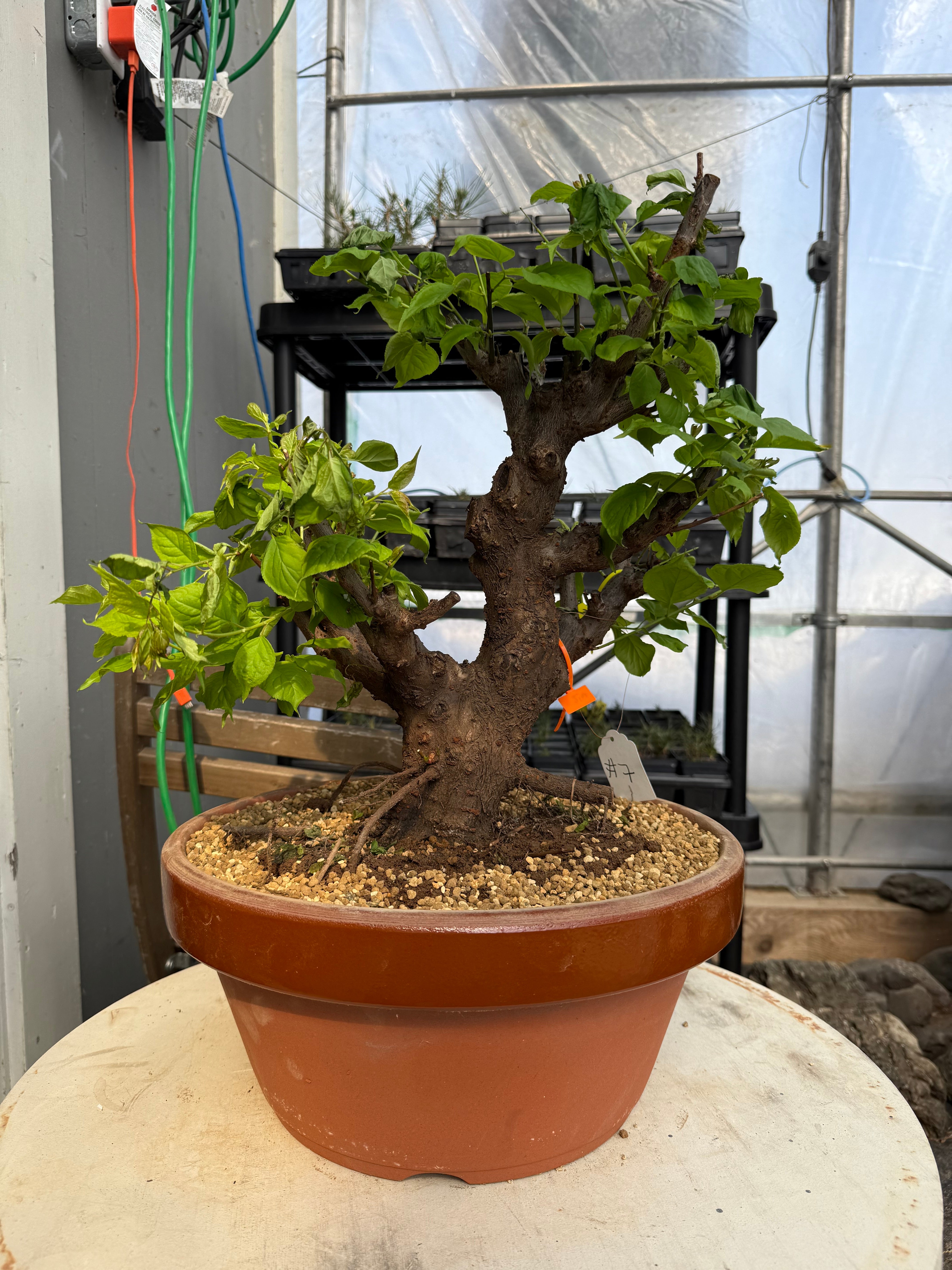 Prunus mume 'Gǔ lǐ hóng'