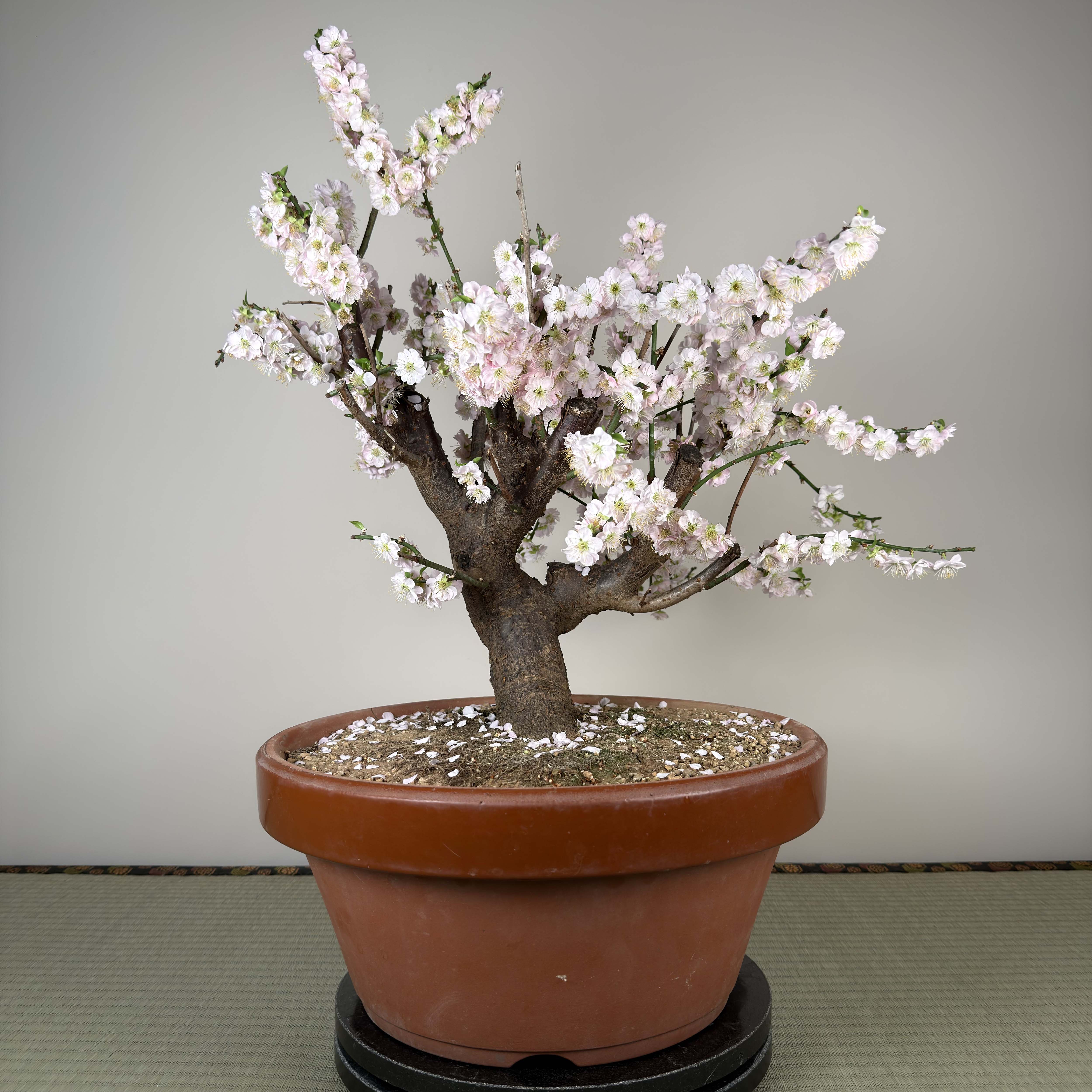 Prunus mume 'Gōng Fěn'