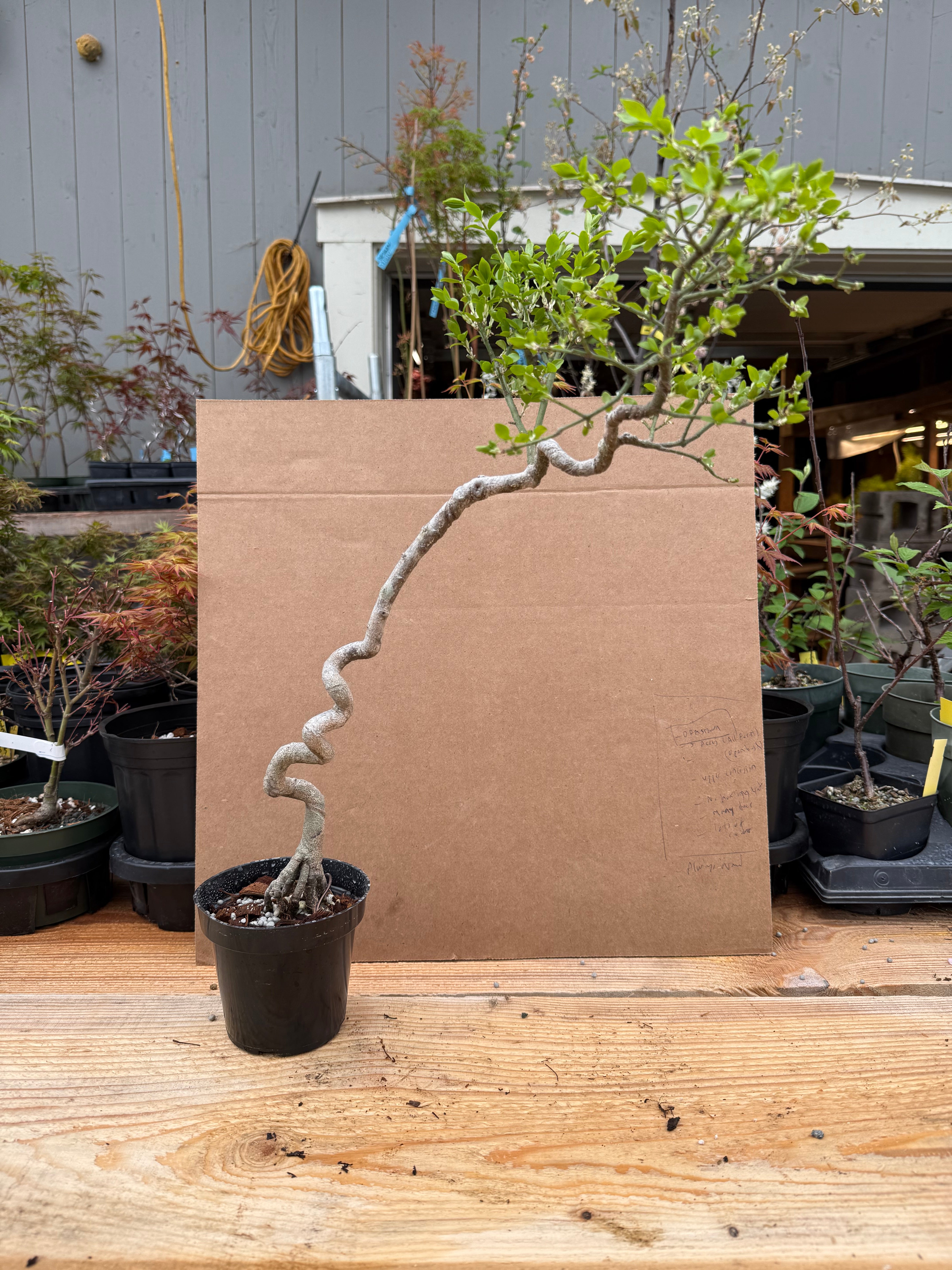 Euonymus