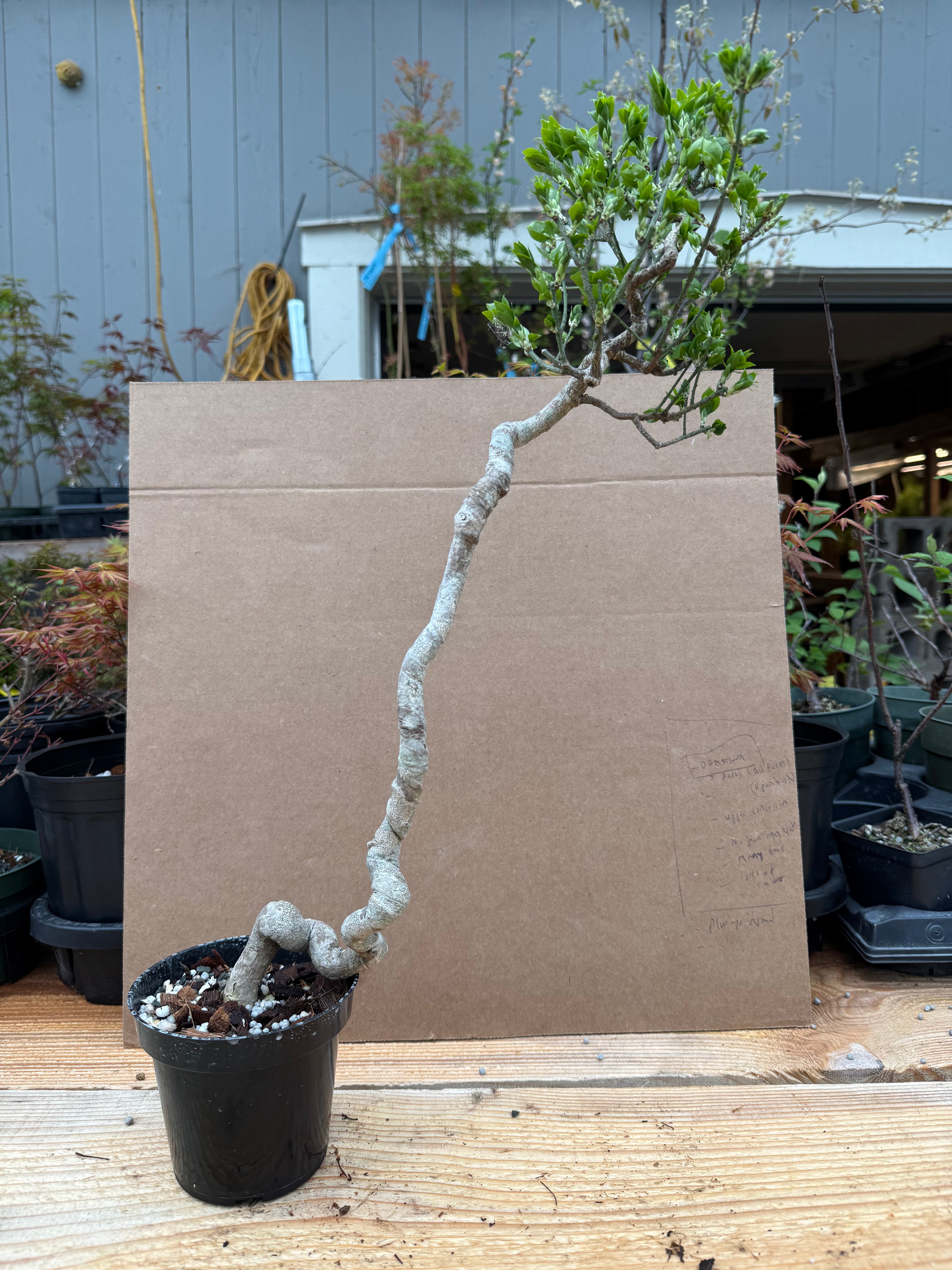 Euonymus