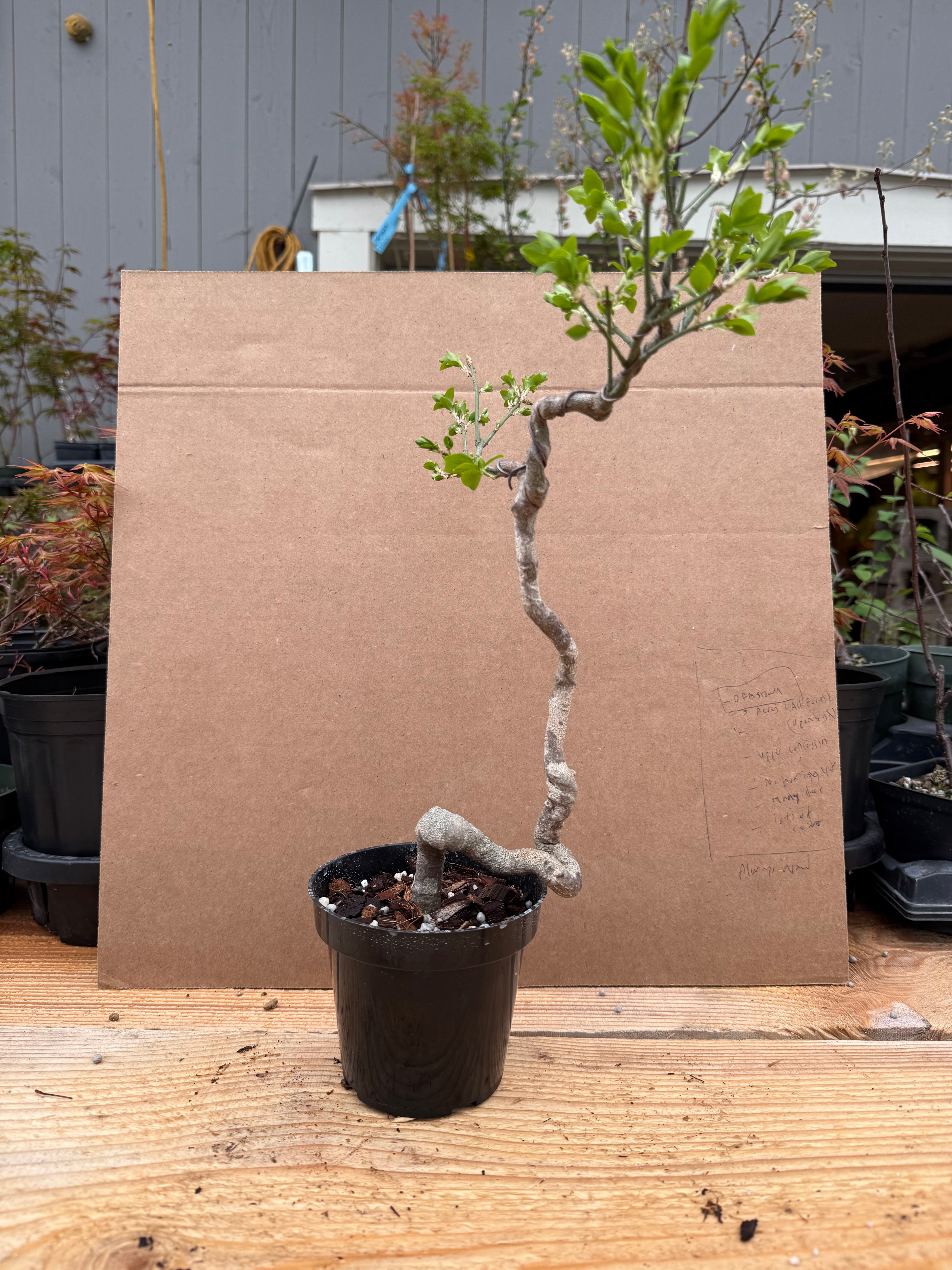 Euonymus