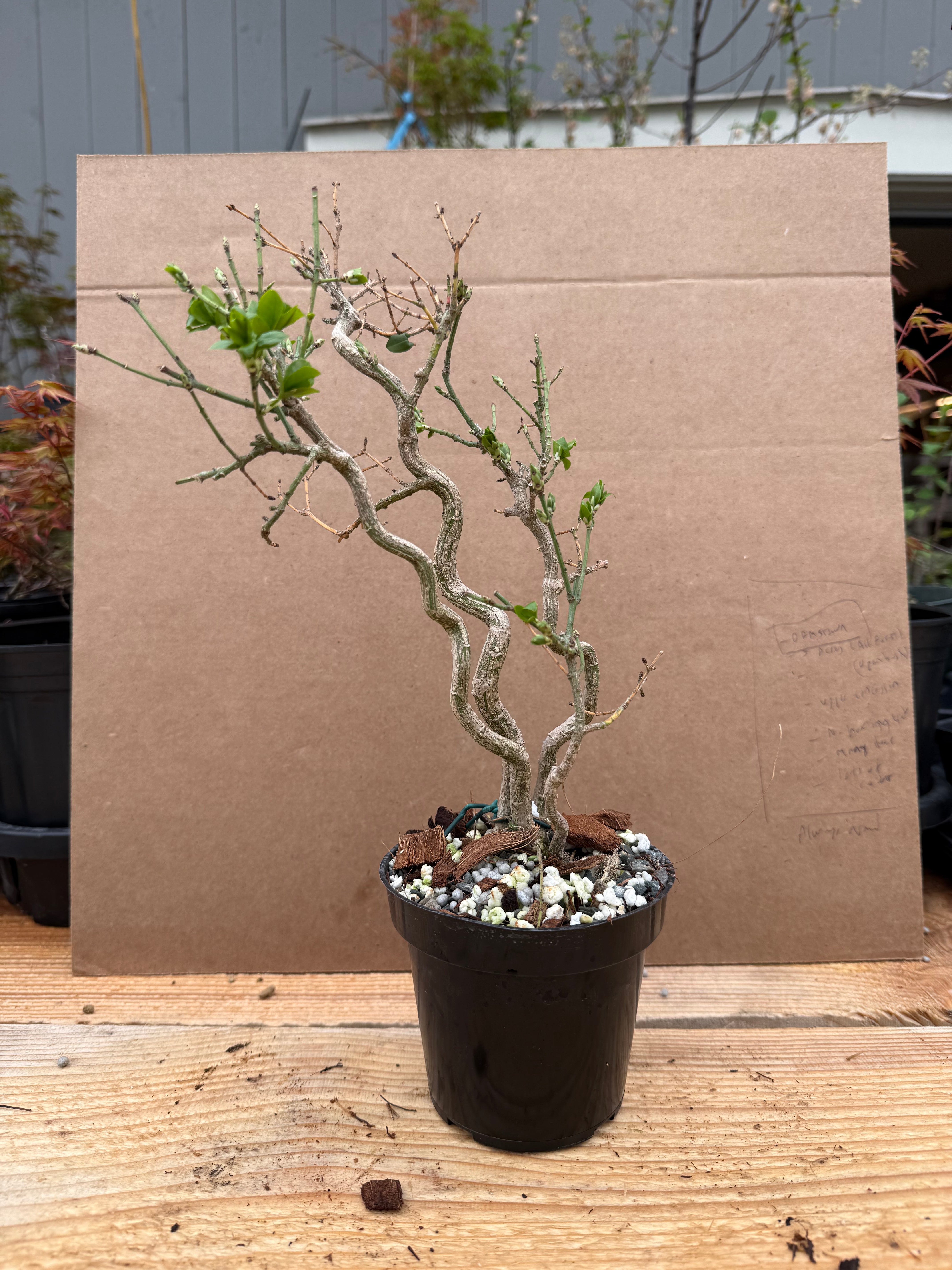 Euonymus