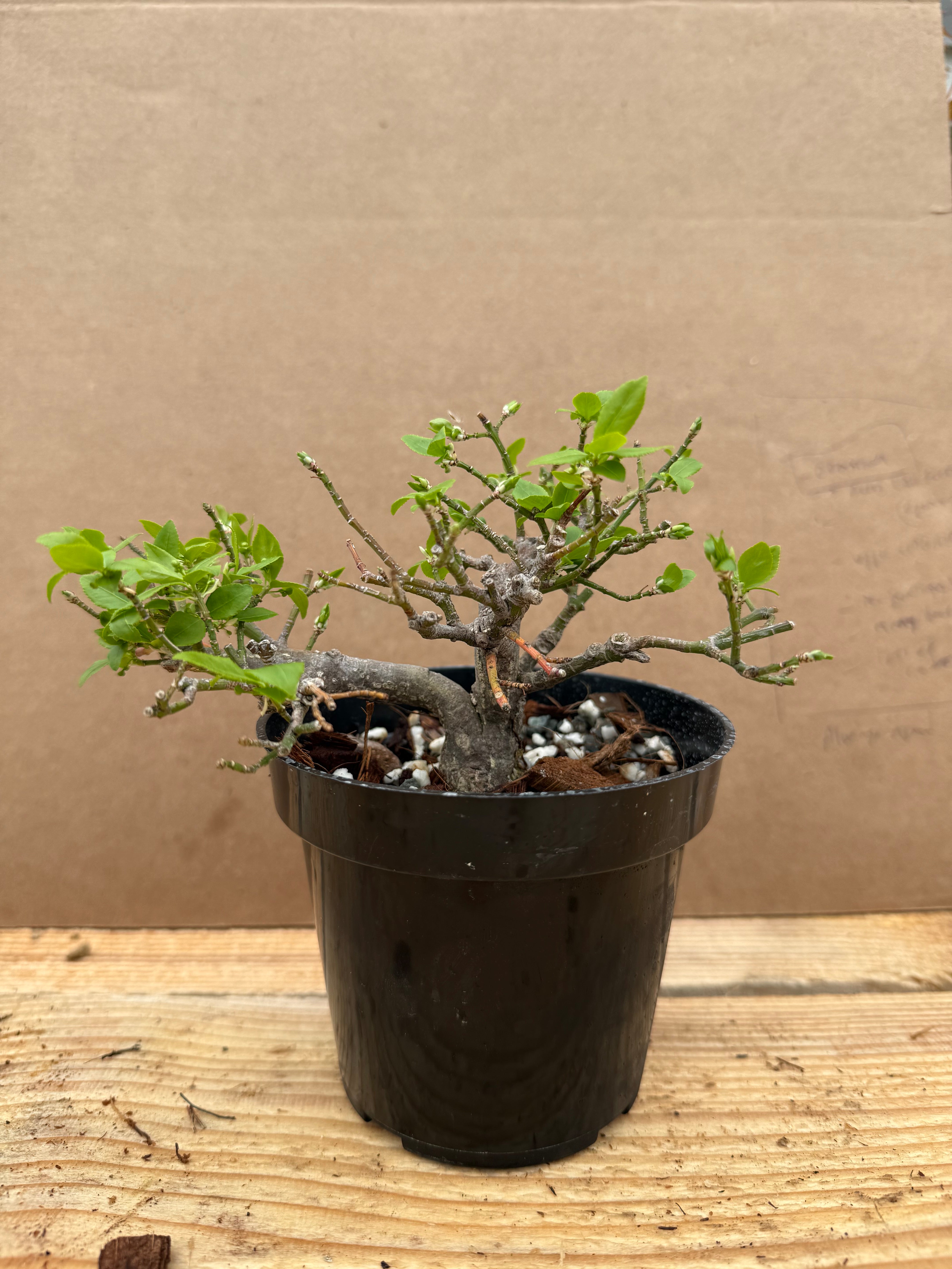 Euonymus
