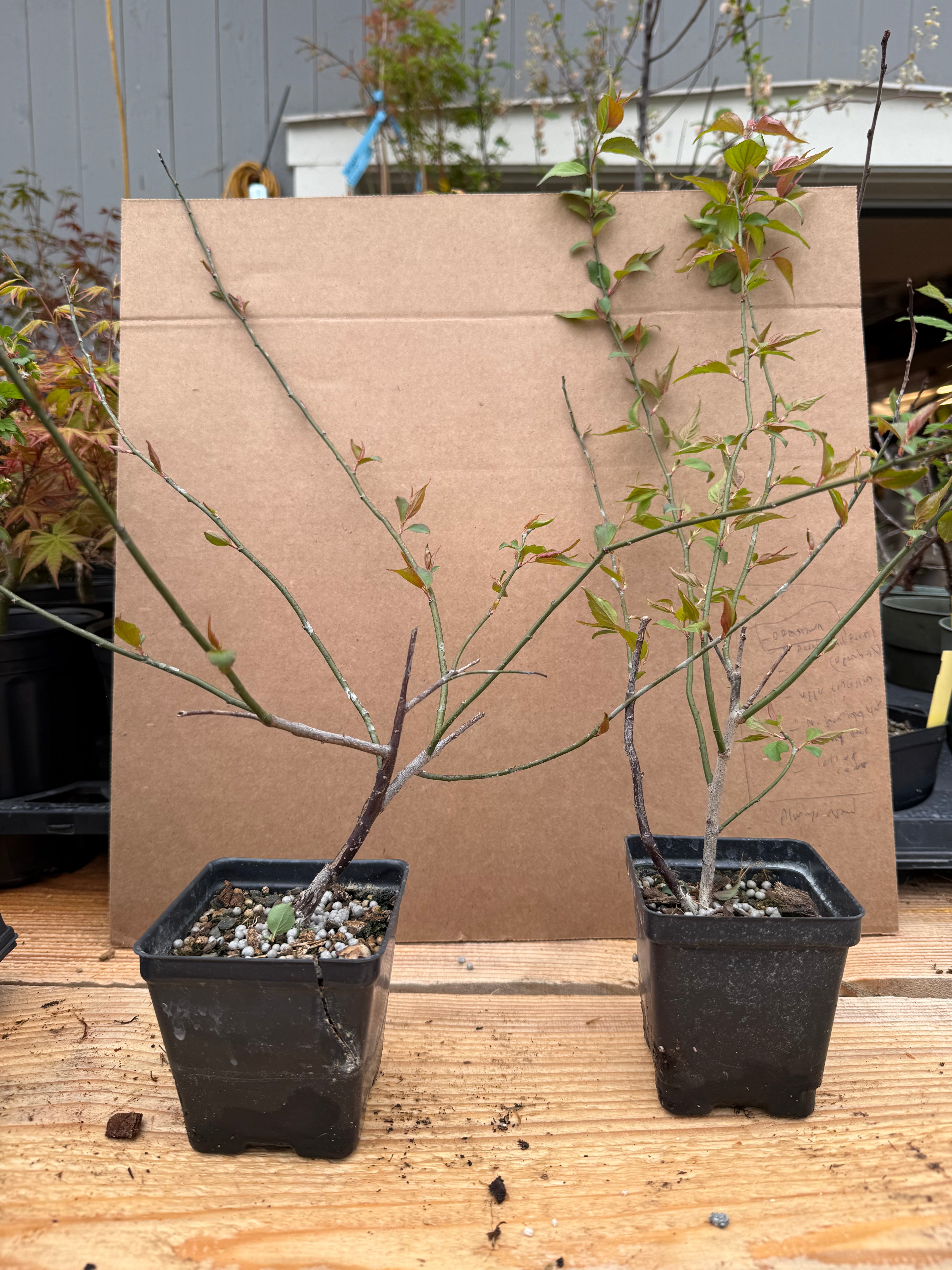 Prunus mume