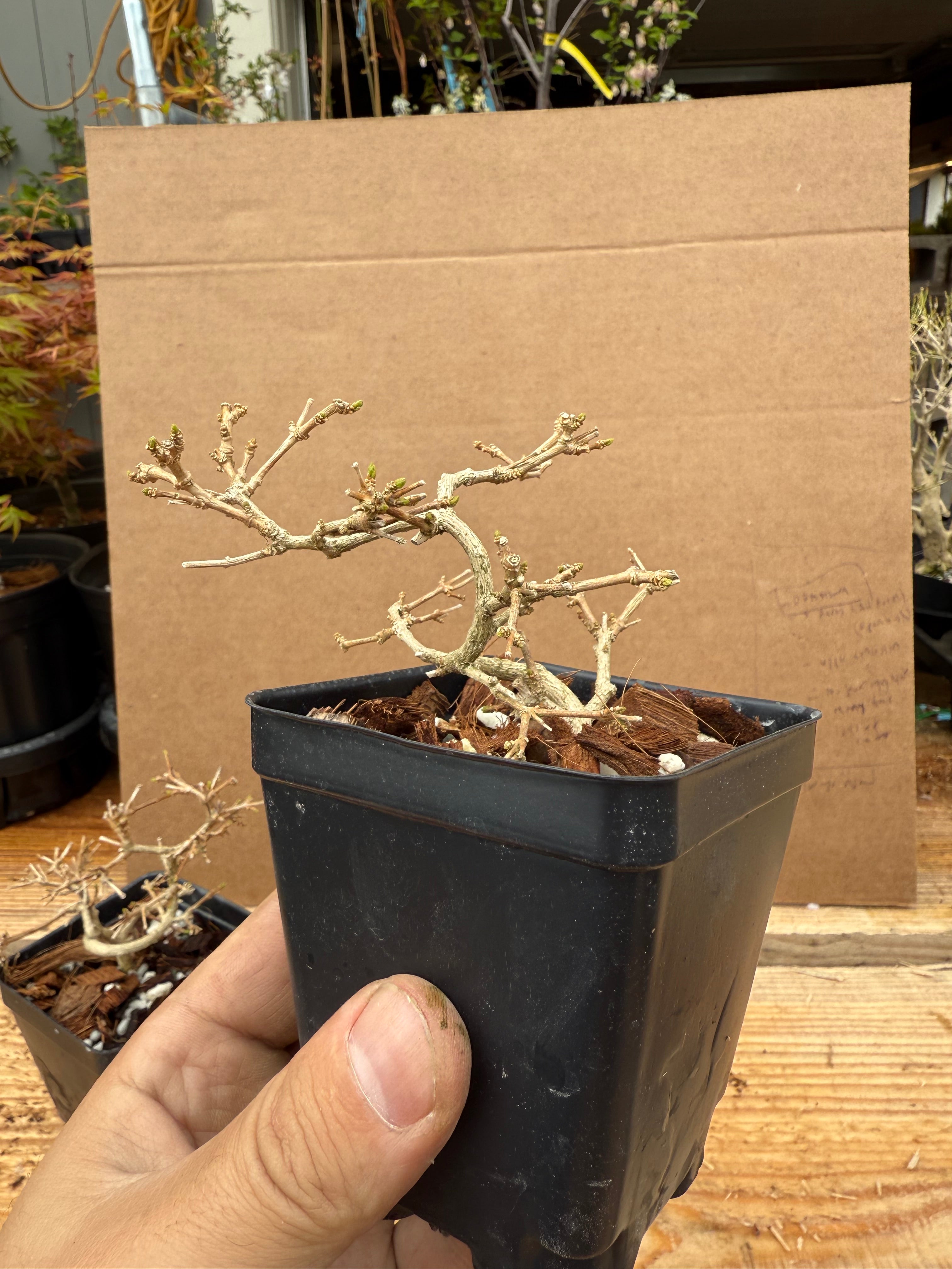Premna japonica (small)