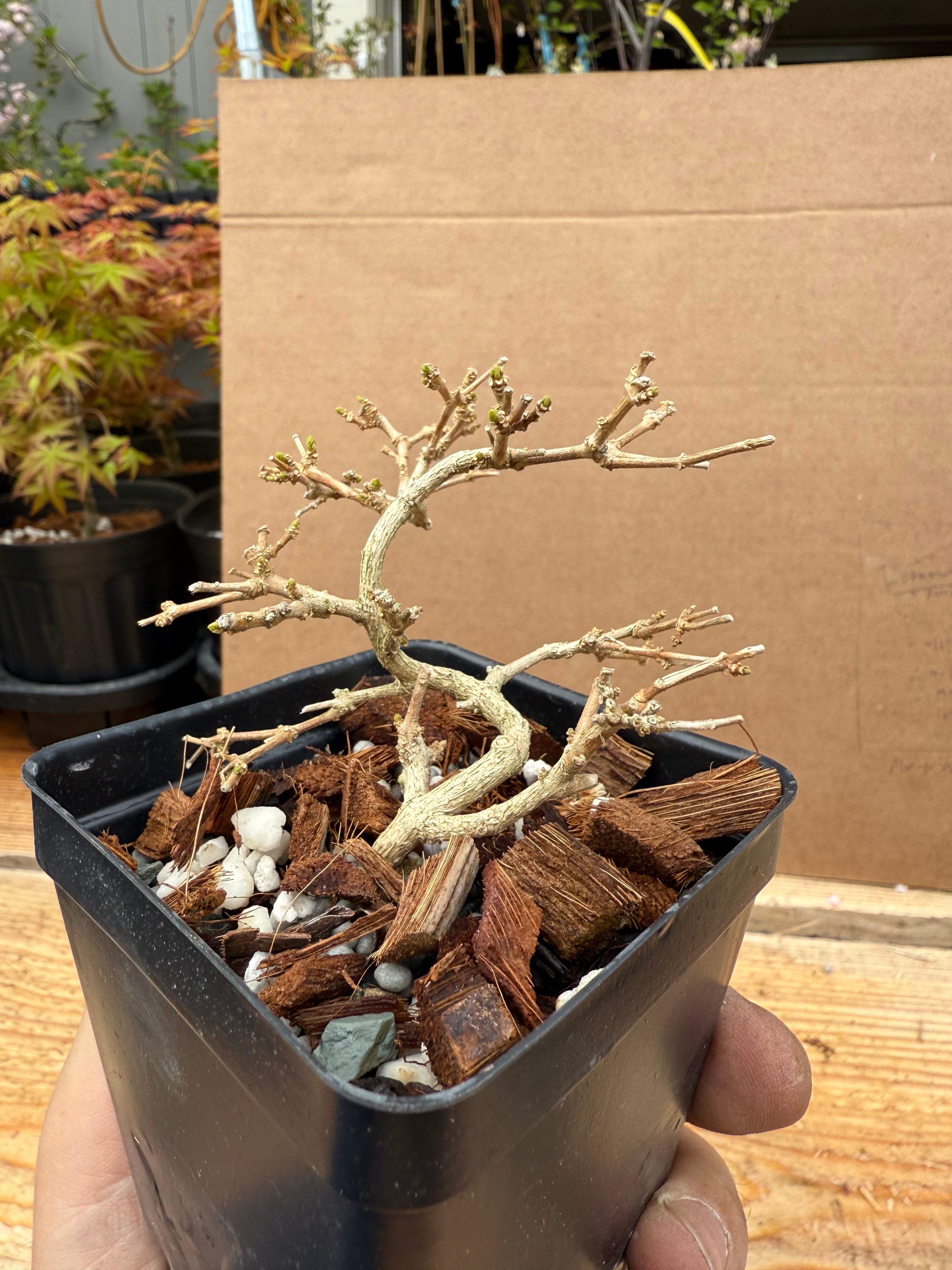 Premna japonica (small)