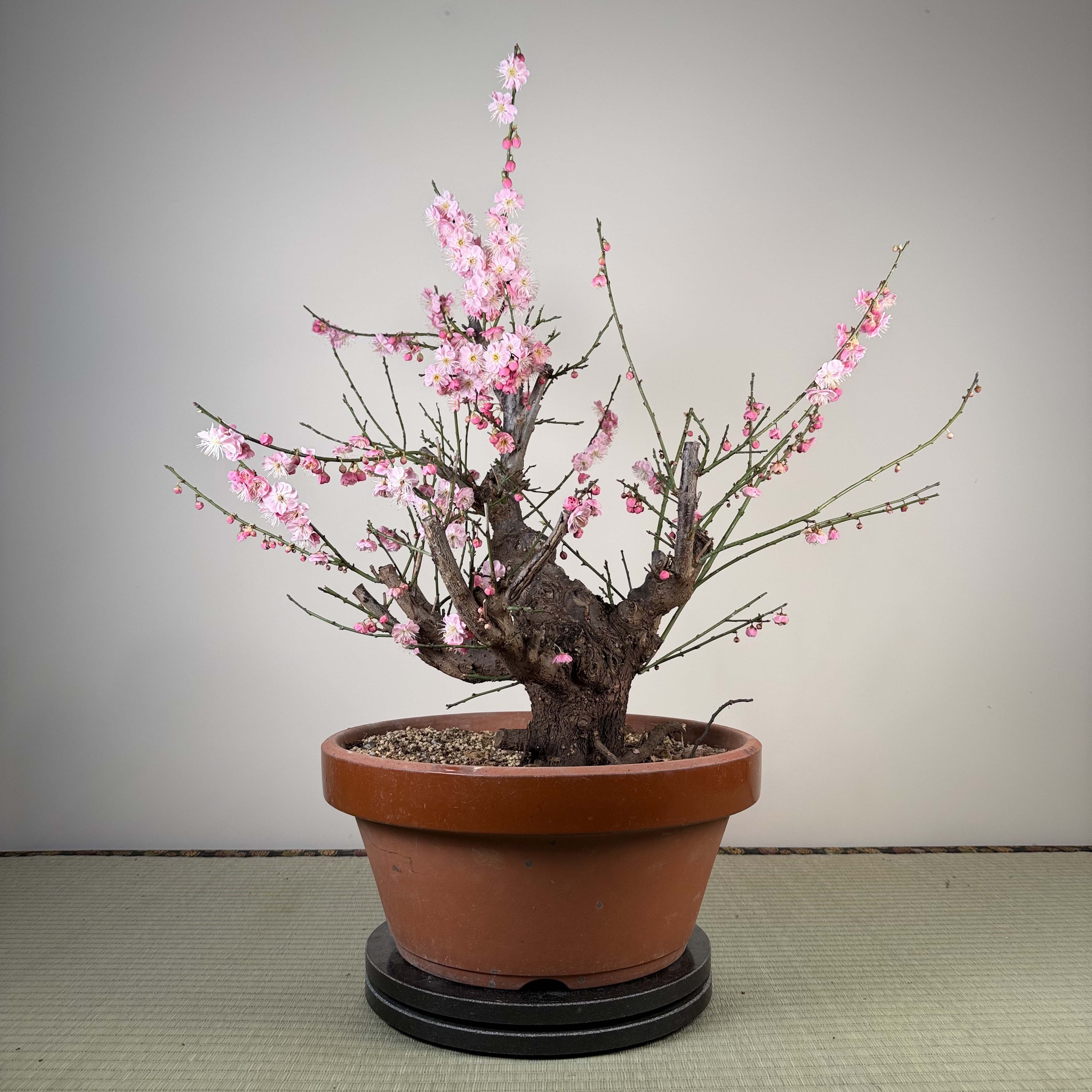 Glycine floribunda