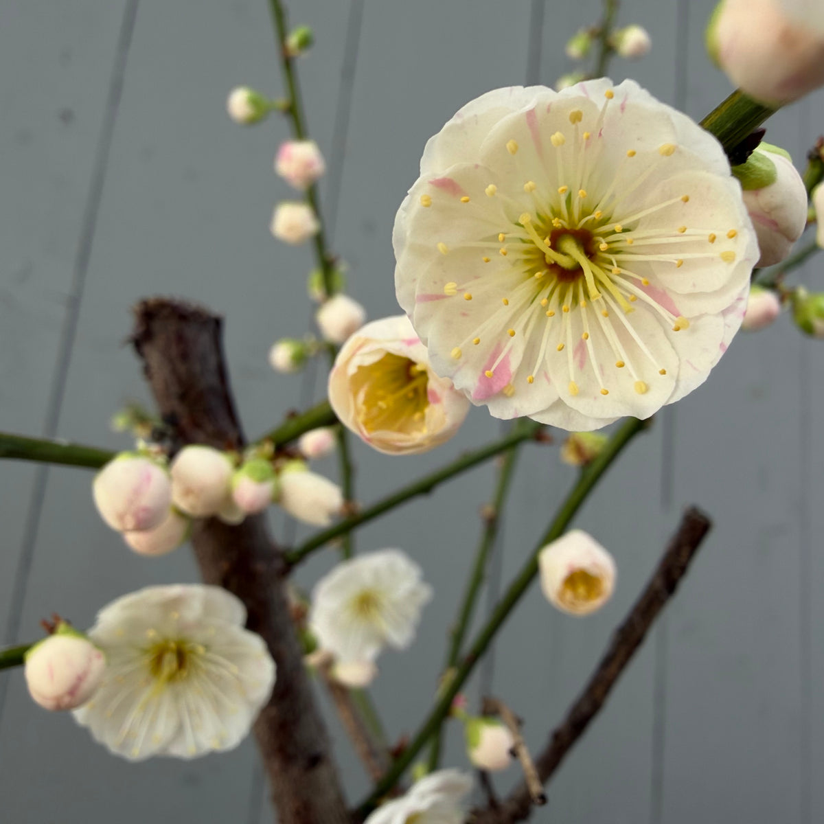 Prunus mume 'Sujiri Kasugano'