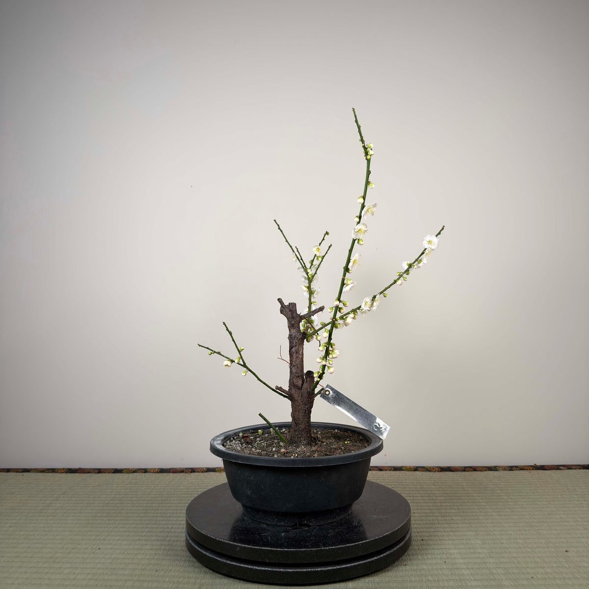 Prunus mume 'Sujiri Kasugano'