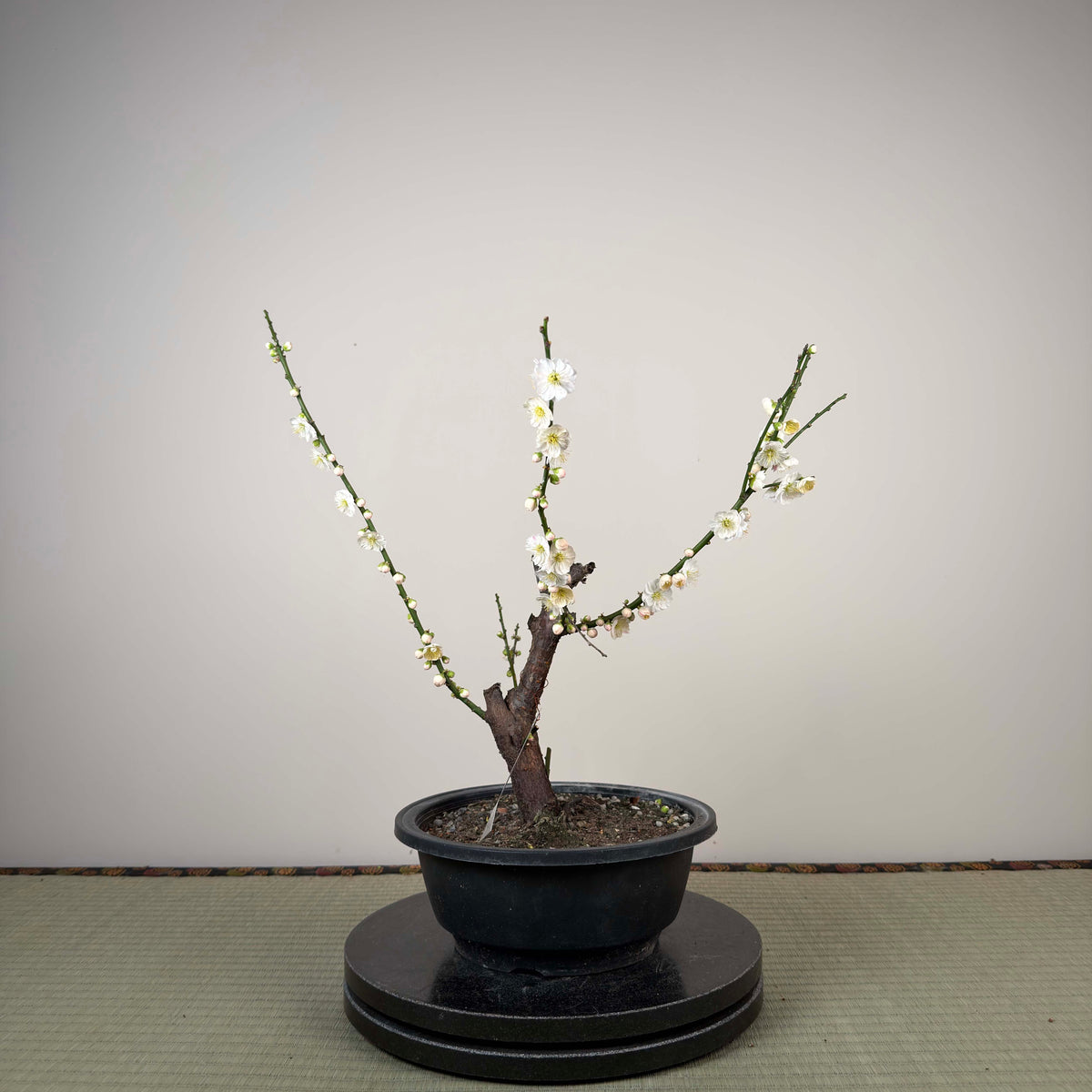 Prunus mume 'Sujiri Kasugano'