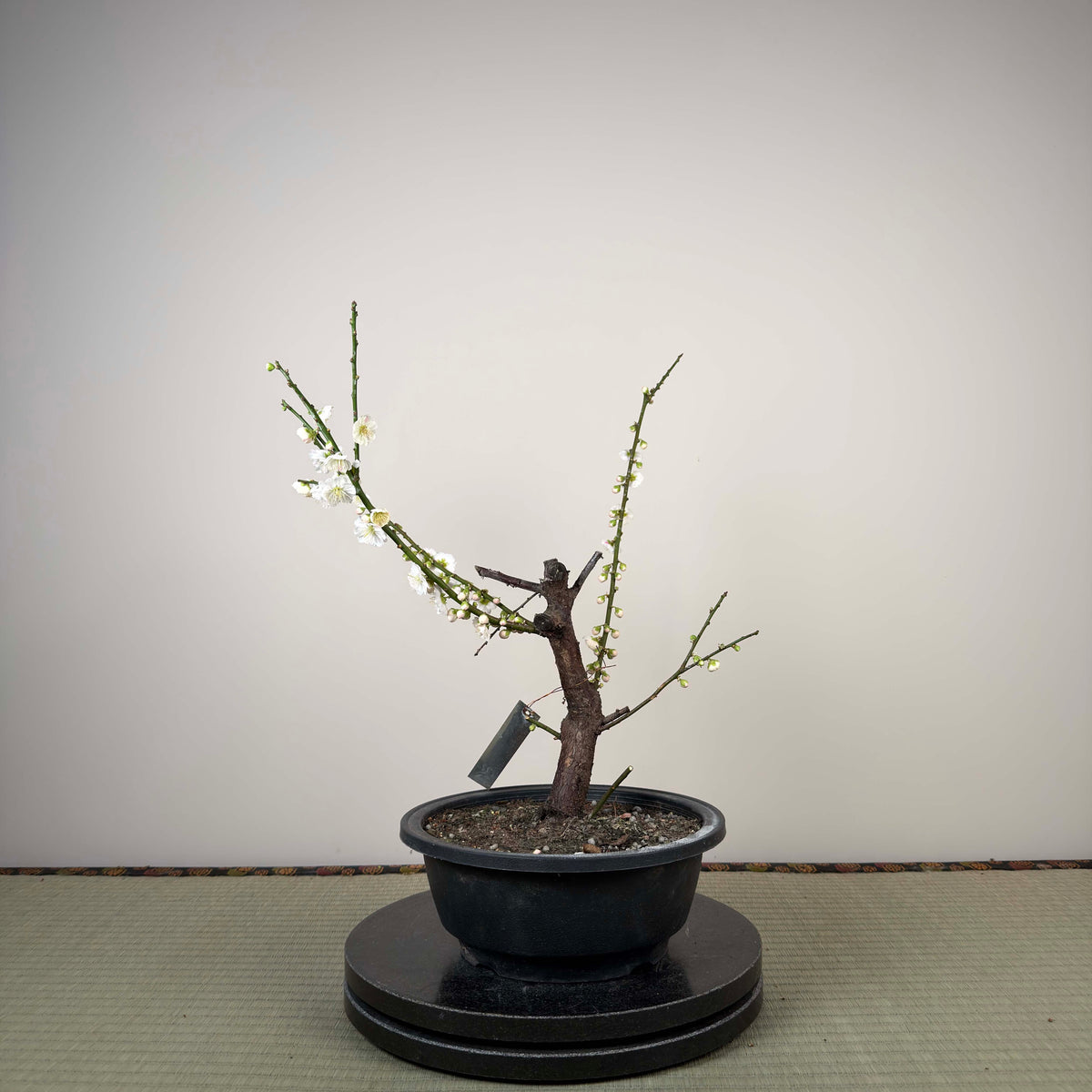 Prunus mume 'Sujiri Kasugano'