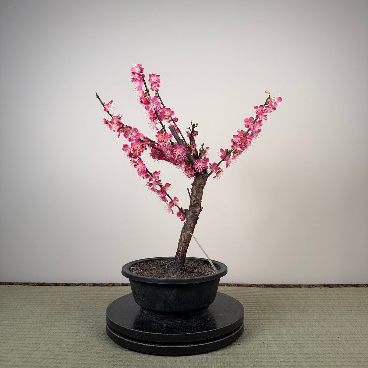 Prunus mume 'Beni Chidori'