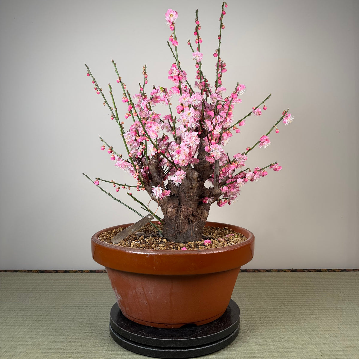 Prunus mume 'Gǔ lǐ hóng'