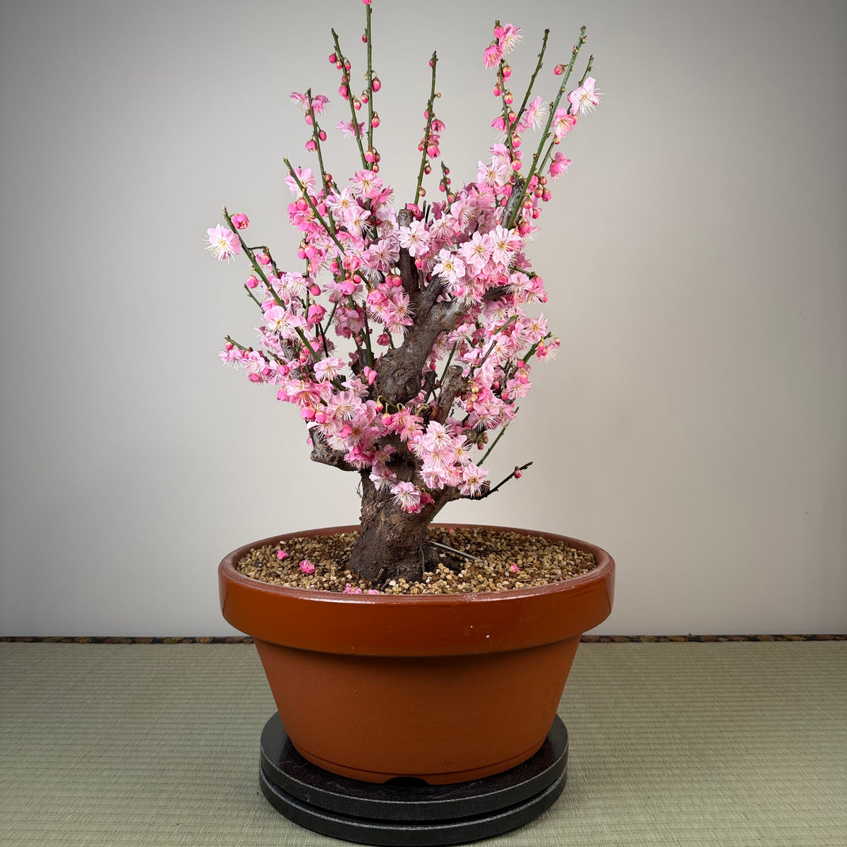Prunus mume 'Gǔ lǐ hóng'