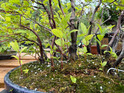 ITEA japonica