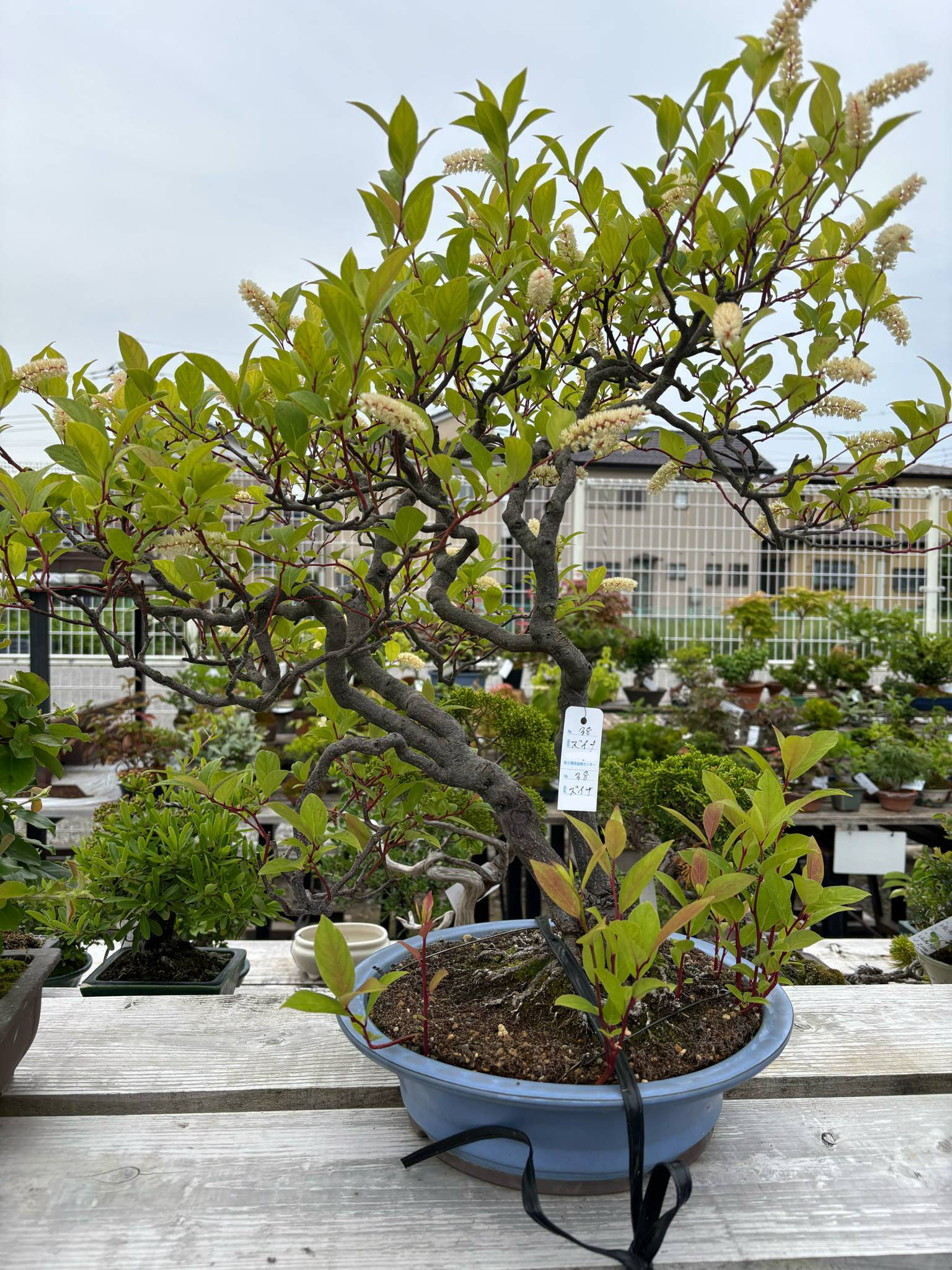 Itea japonica