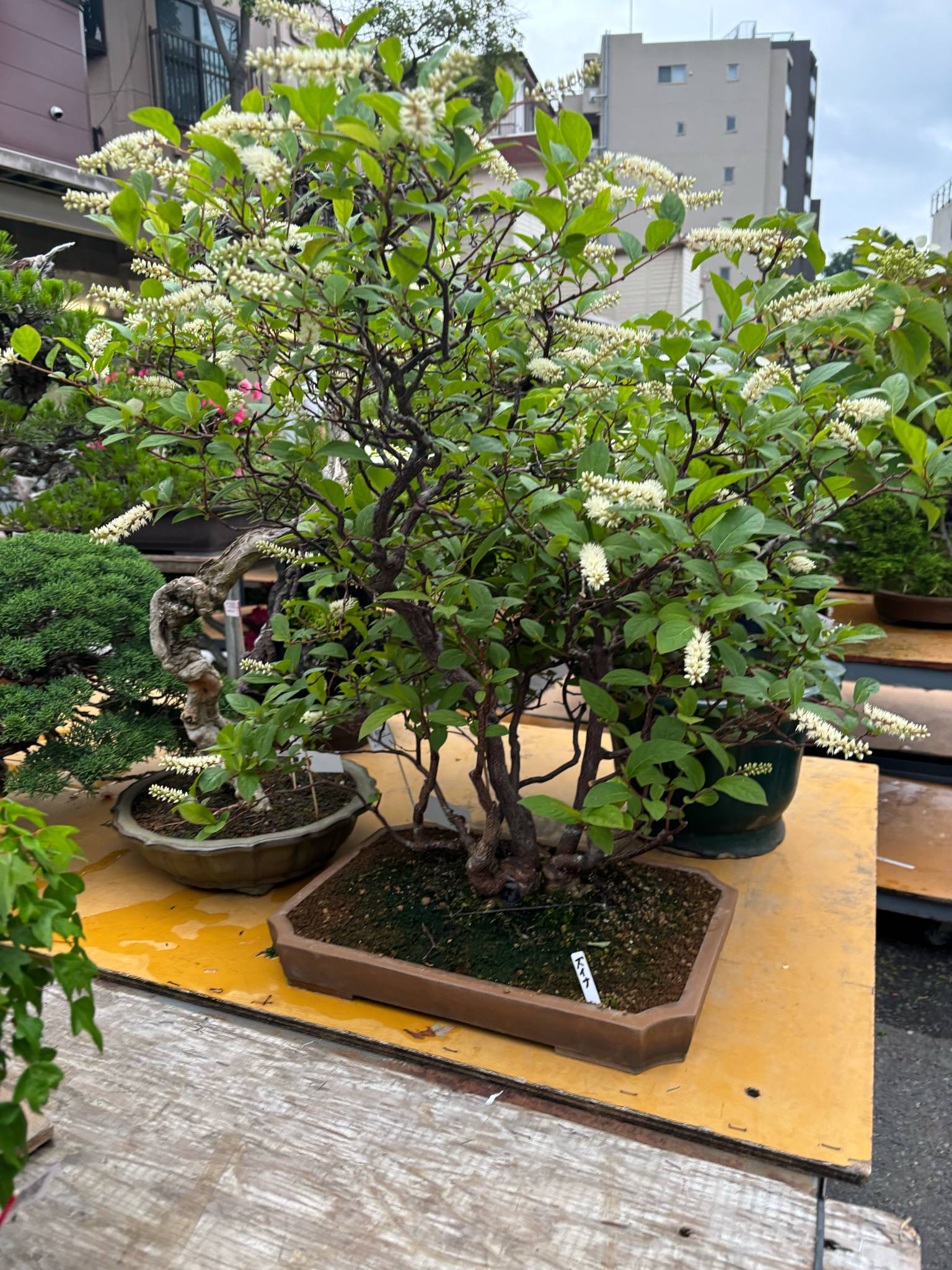 Itea japonica