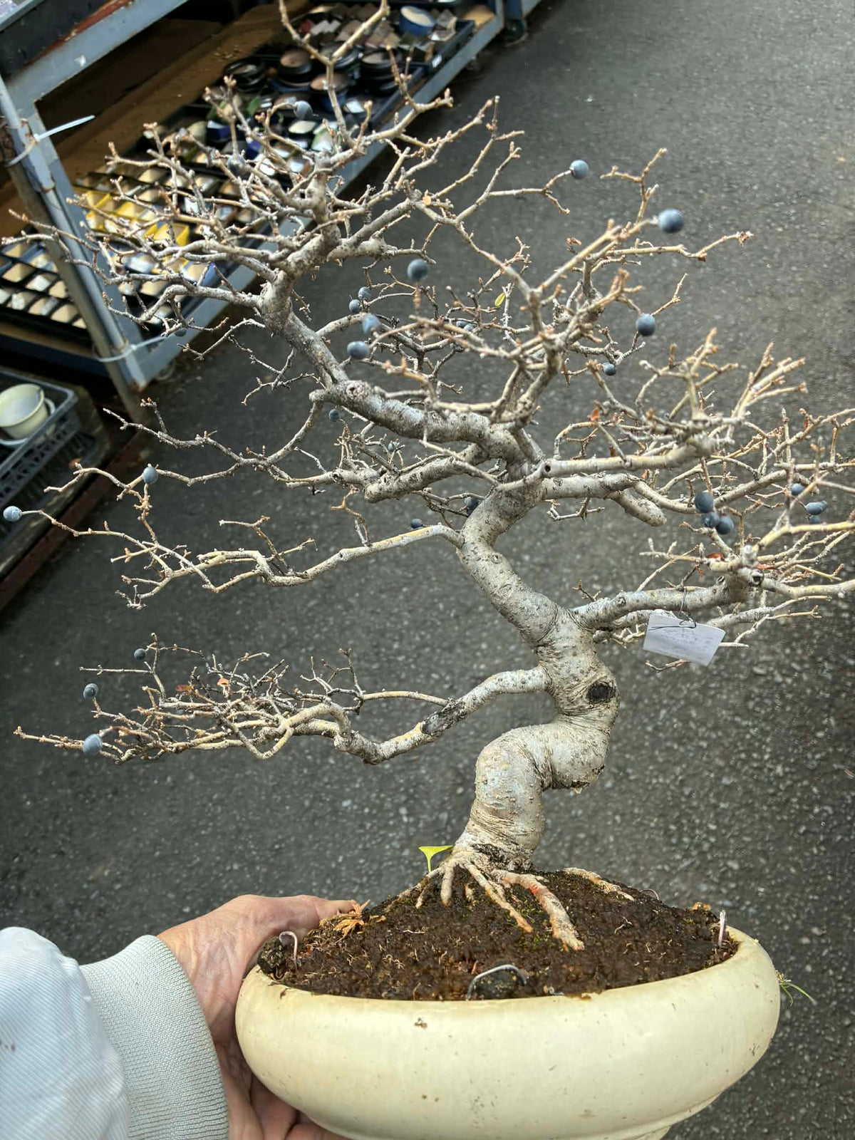 Ligustrum