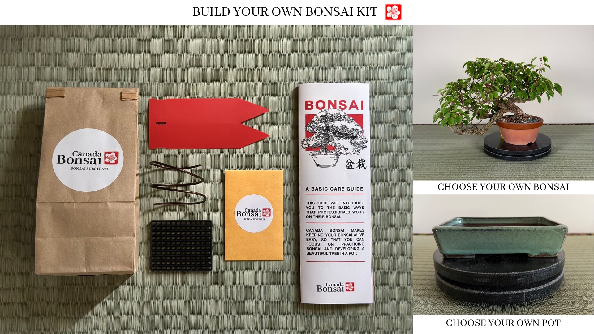 Create your own Bonsai Kit (Indoor) - FREE SHIPPING