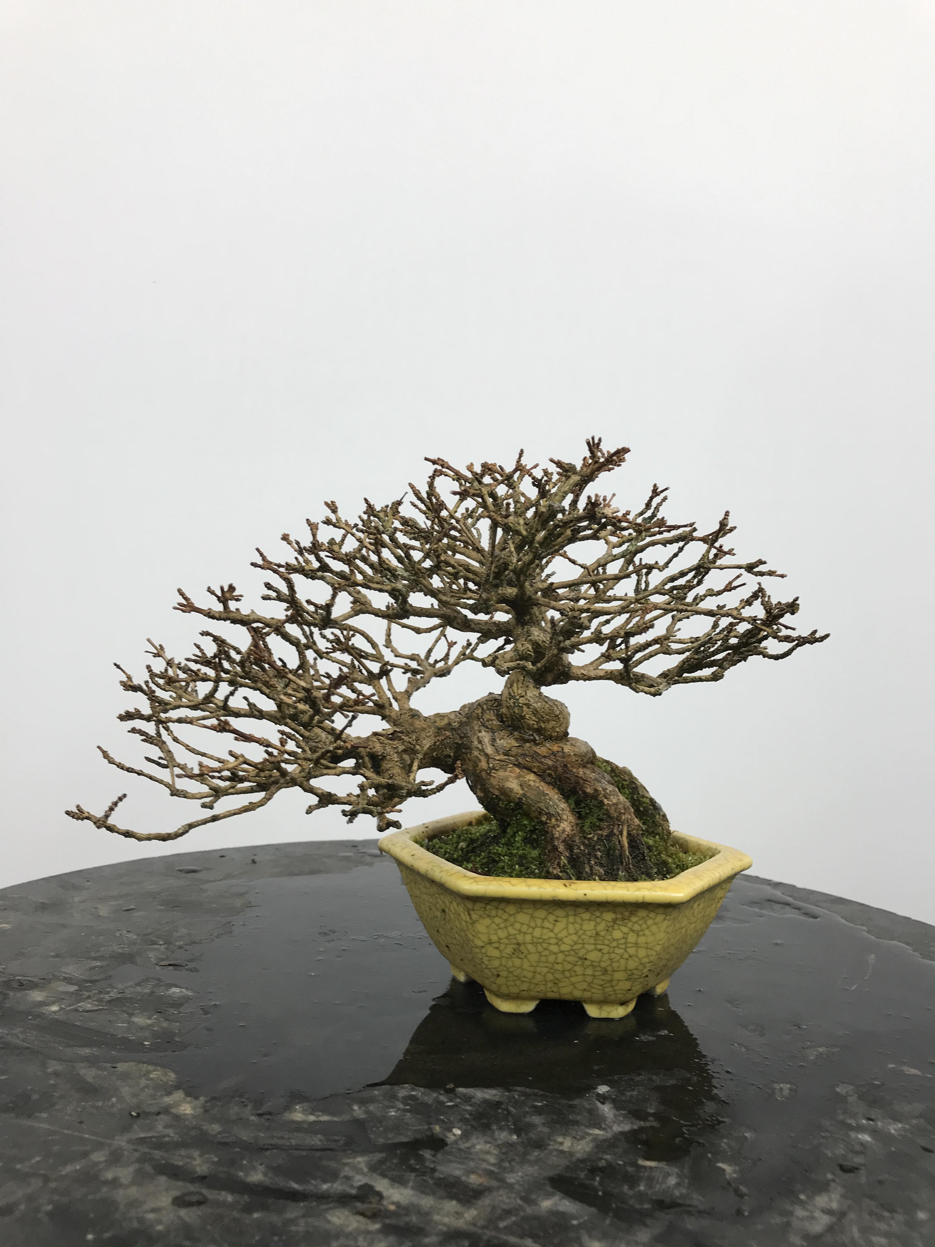 Premna japonica