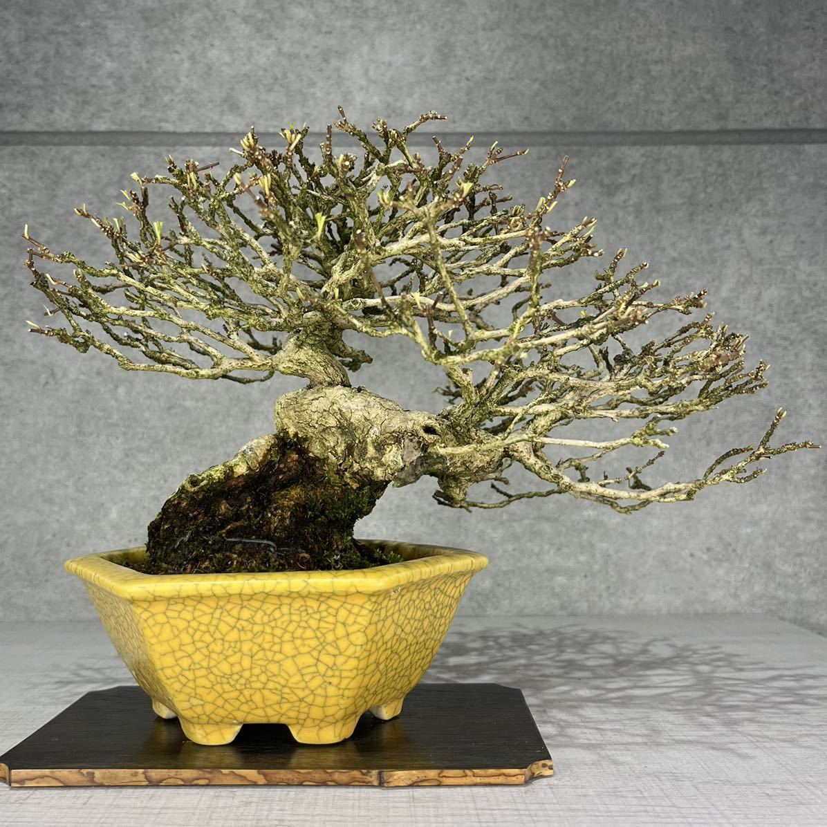 Premna japonica