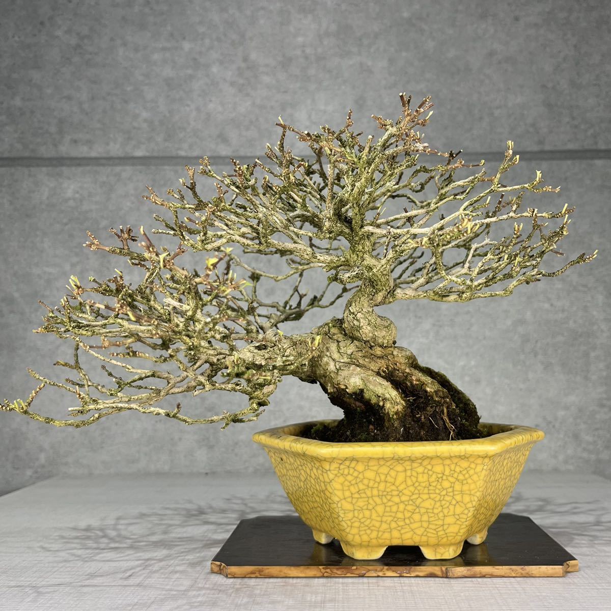 Premna japonica