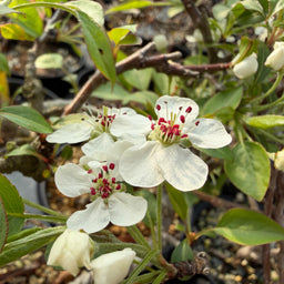 PYRUS