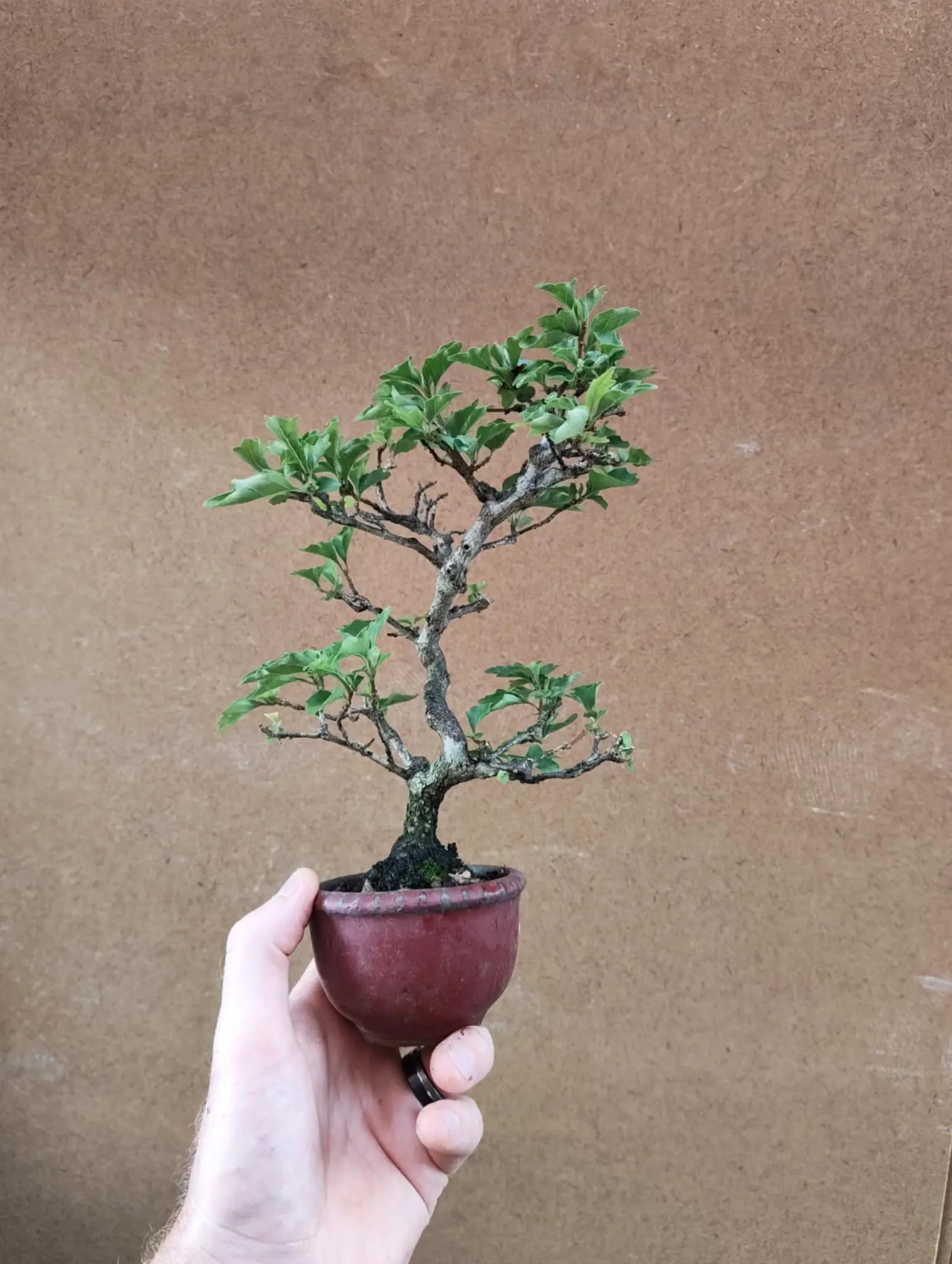 Premna japonica Canada Bonsai