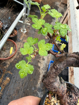 RIBES