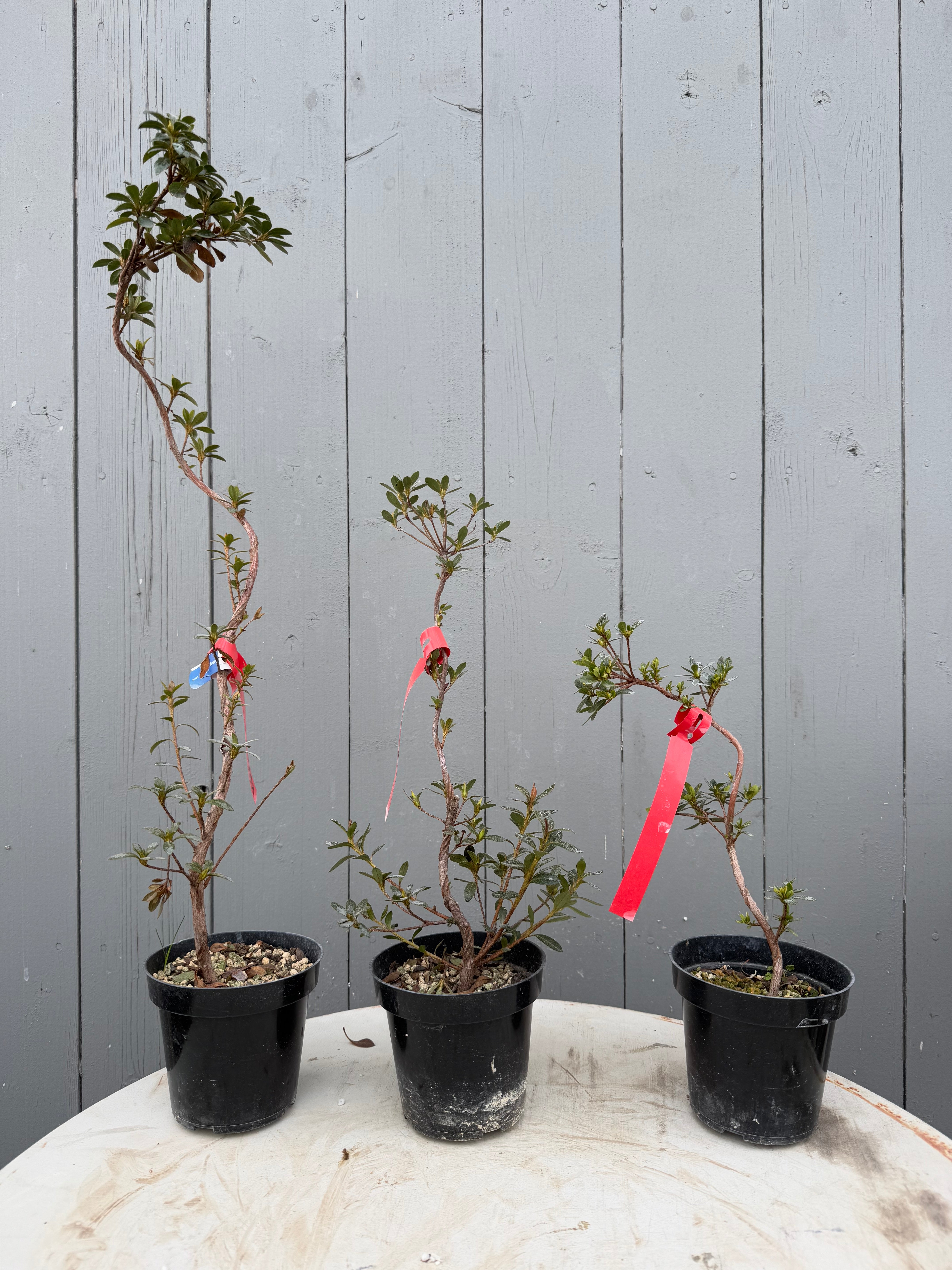 Rhododendron indicum Satsuki Azaleas (Individuals)