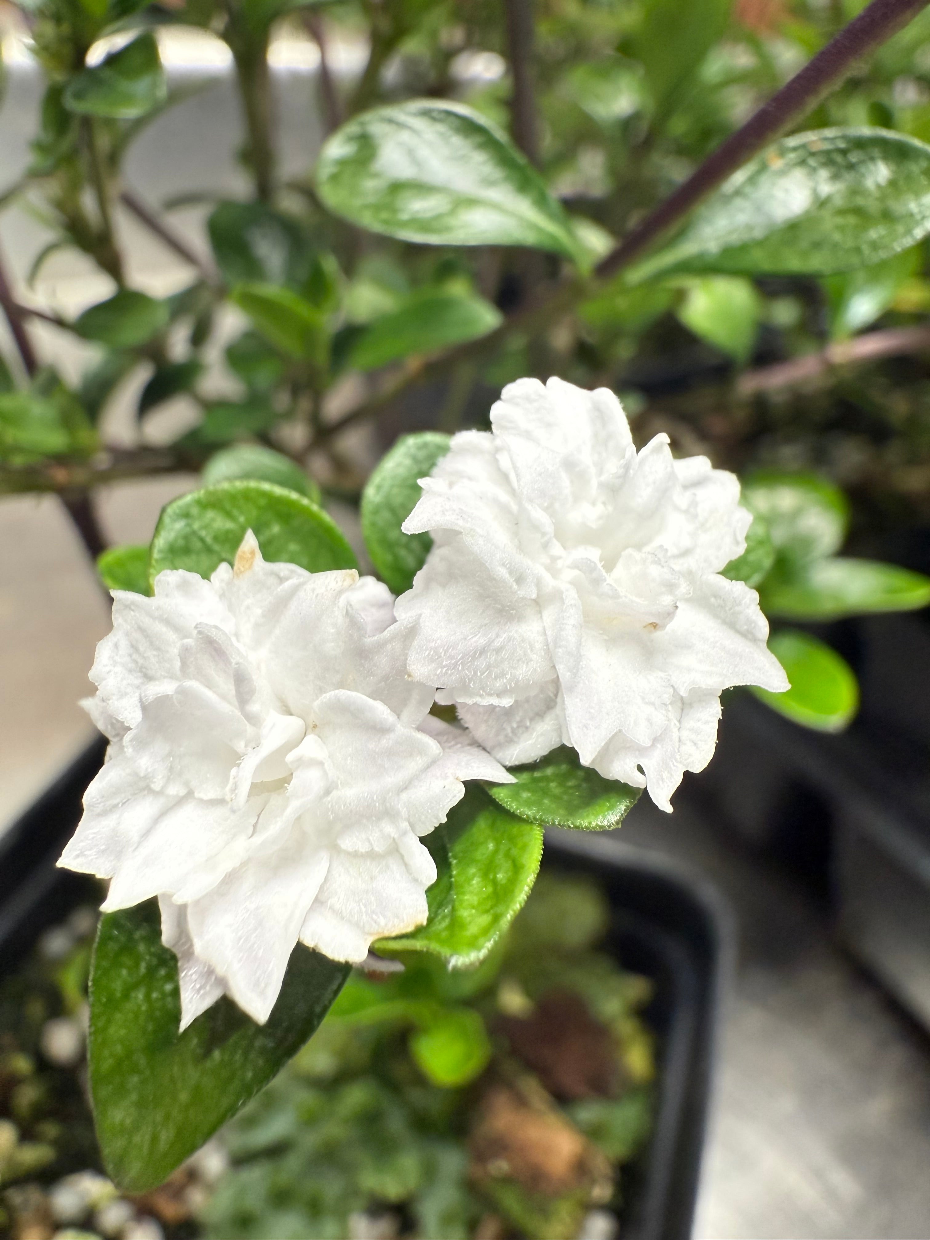 SNOW ROSE