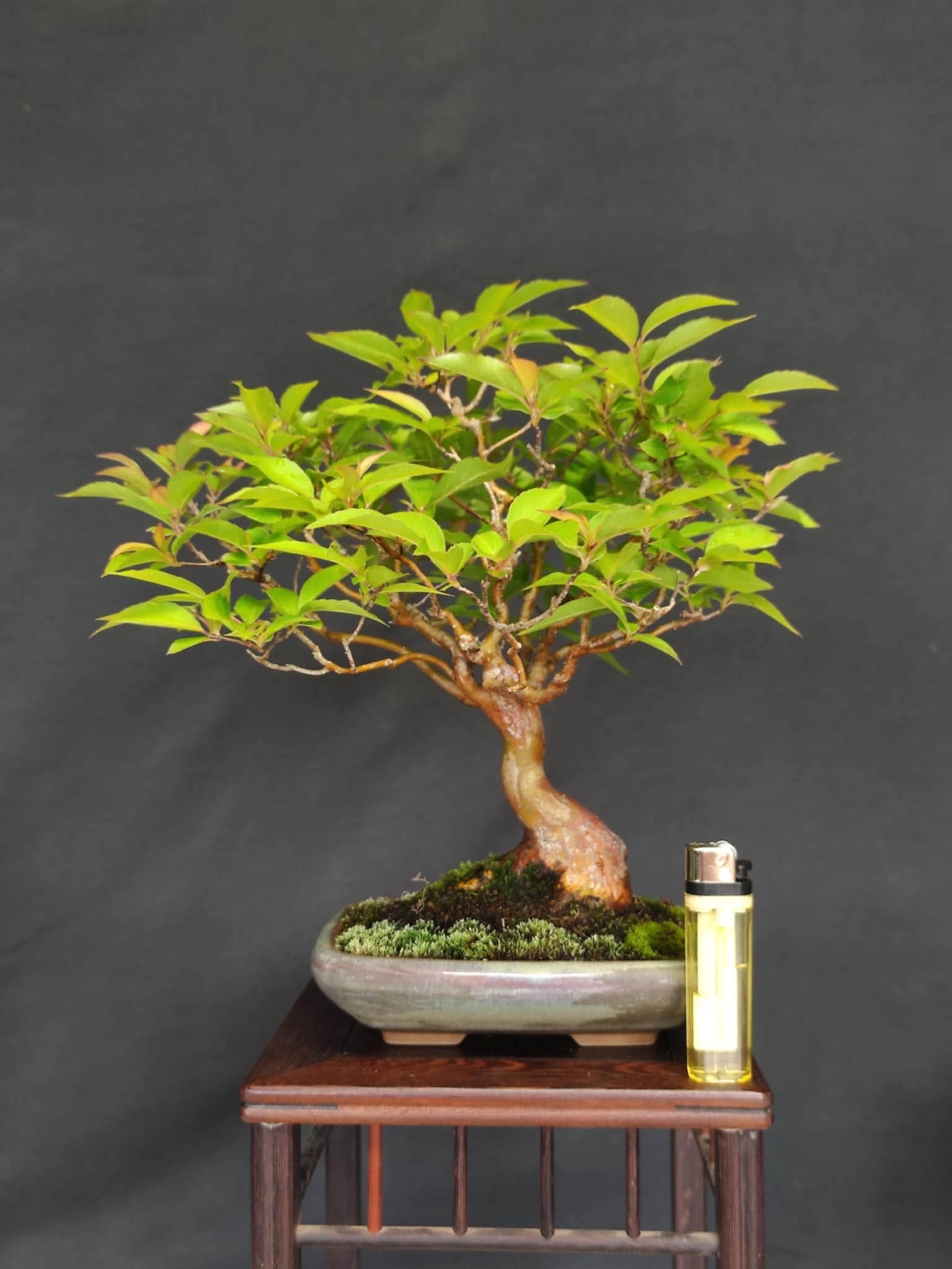 Stewartia monadelpha