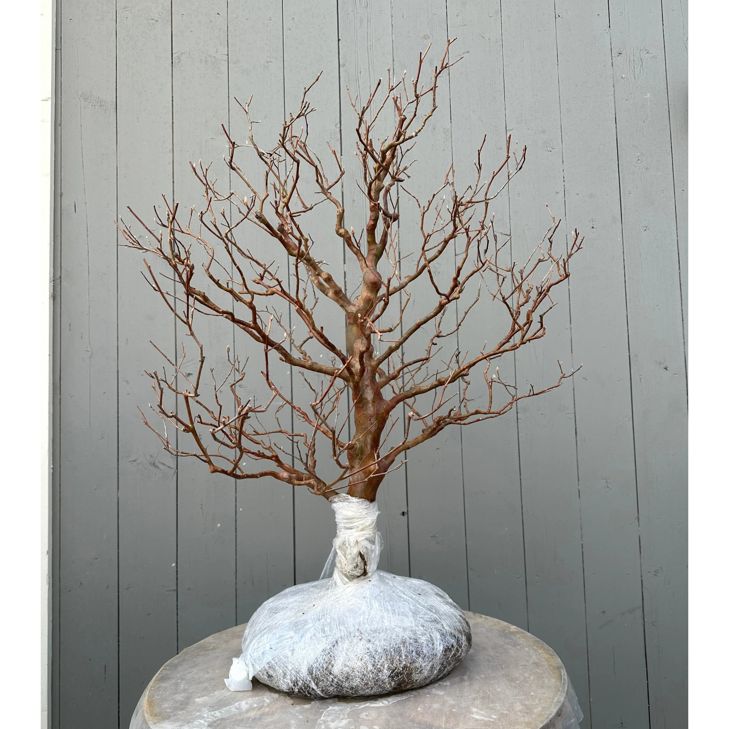 Stewartia monadelpha