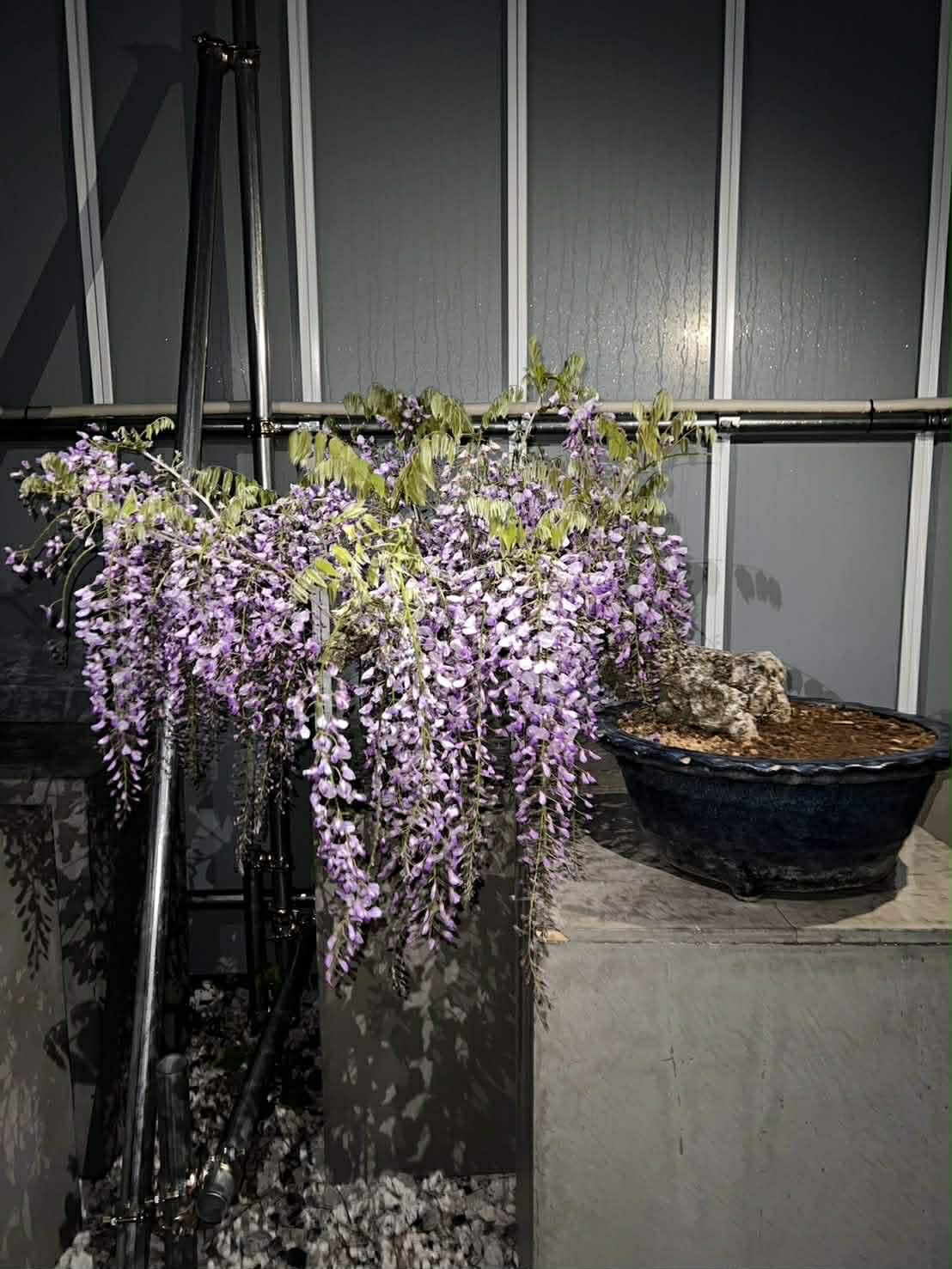 Wisteria floribunda
