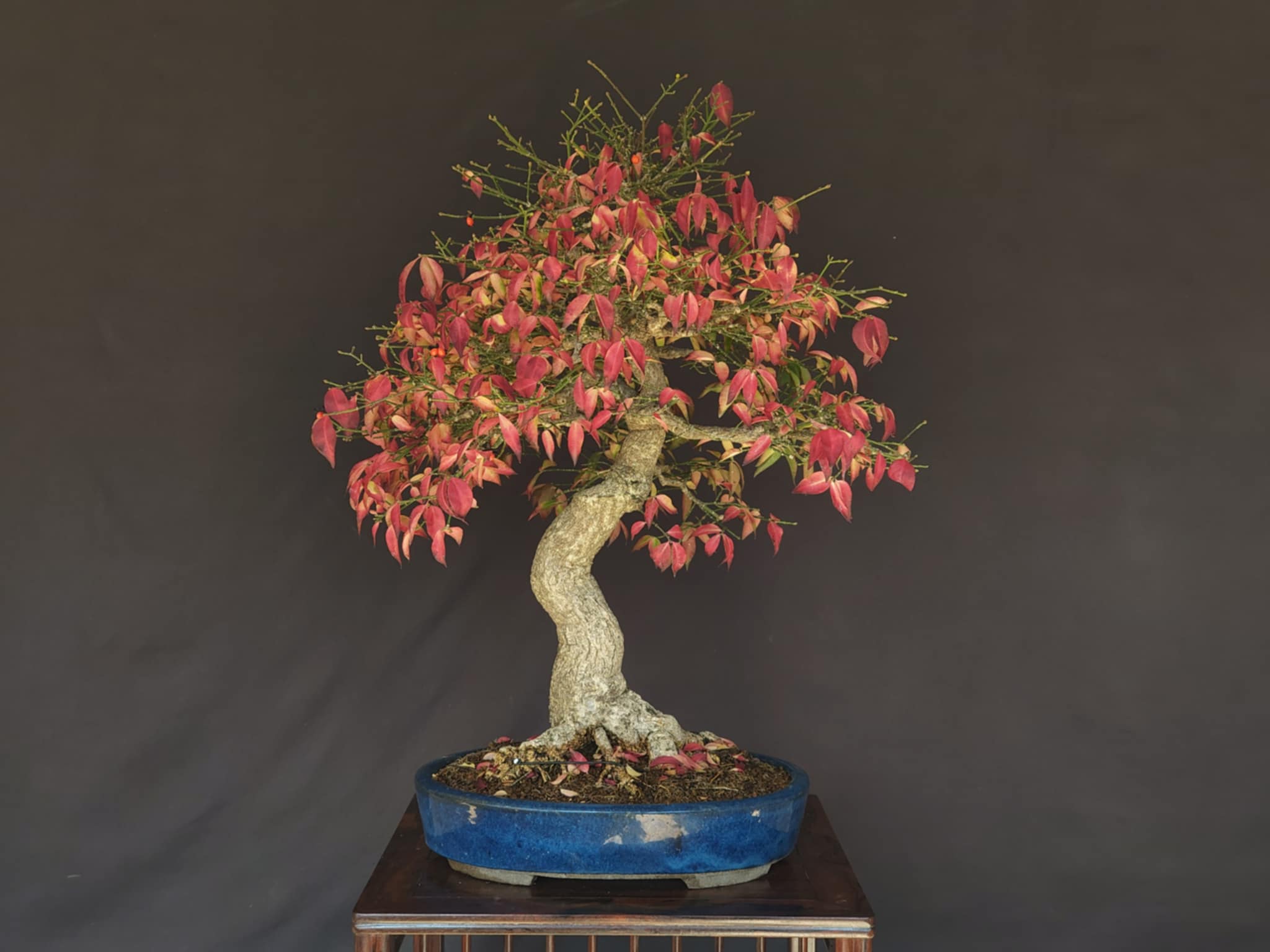 Euonymus