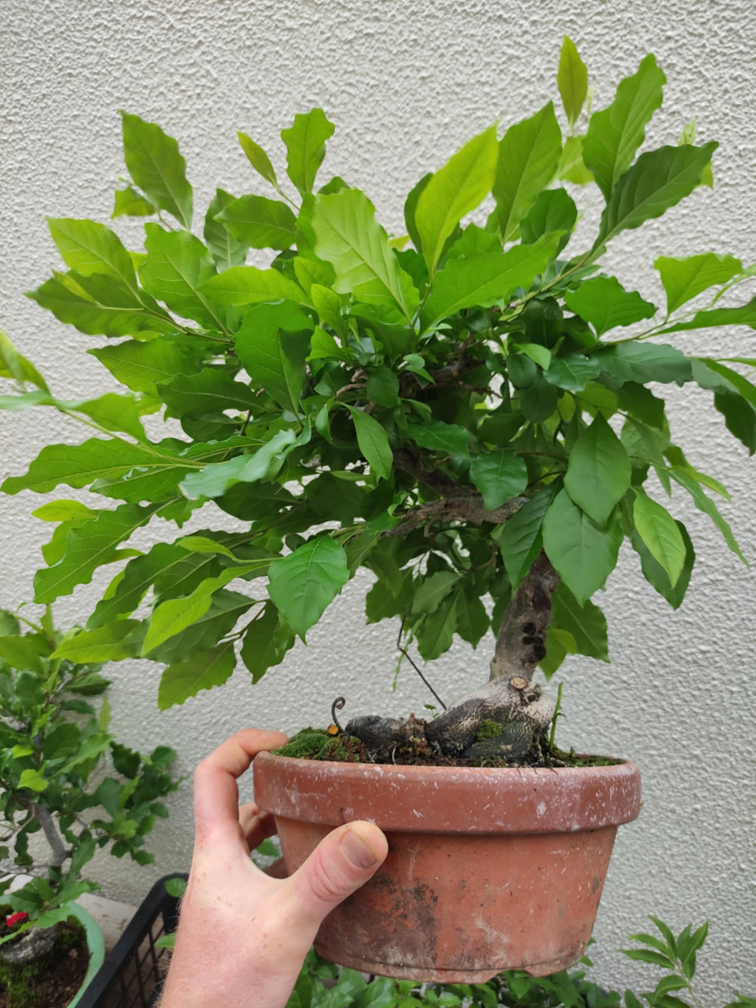 Diospyros rhombifolia