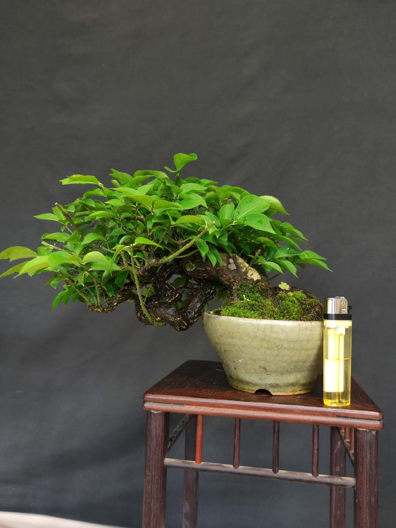 Euonymus