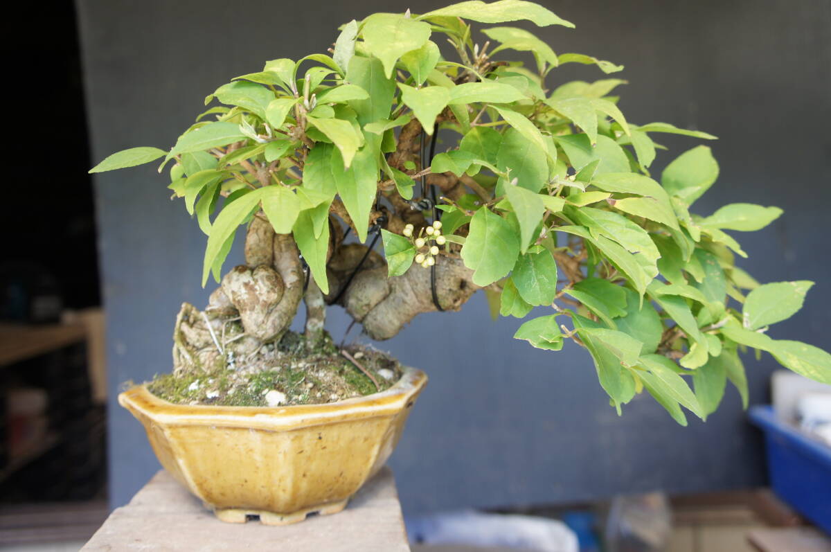 Callicarpa japonica