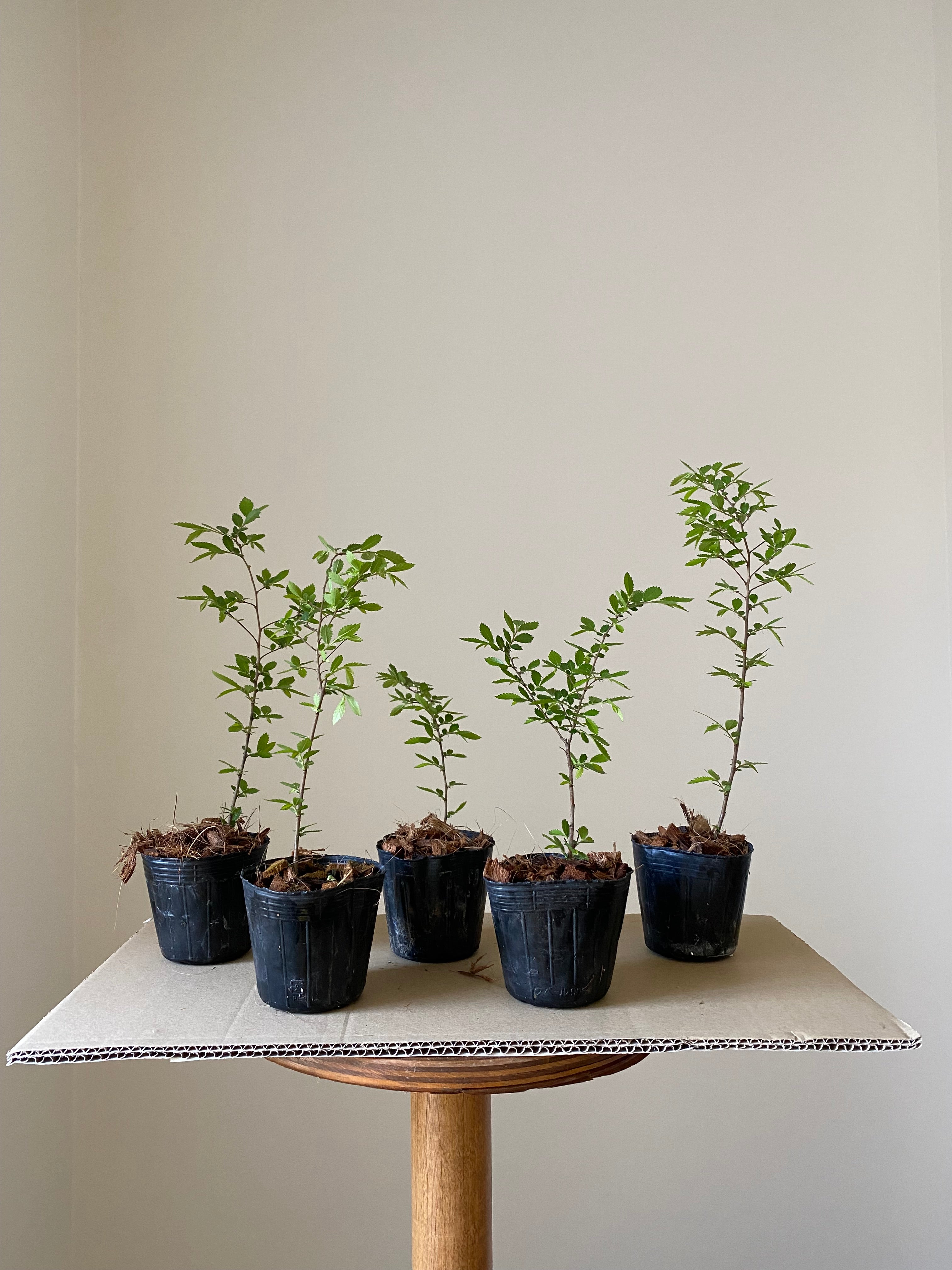 Chinese Elm (Rough Bark)