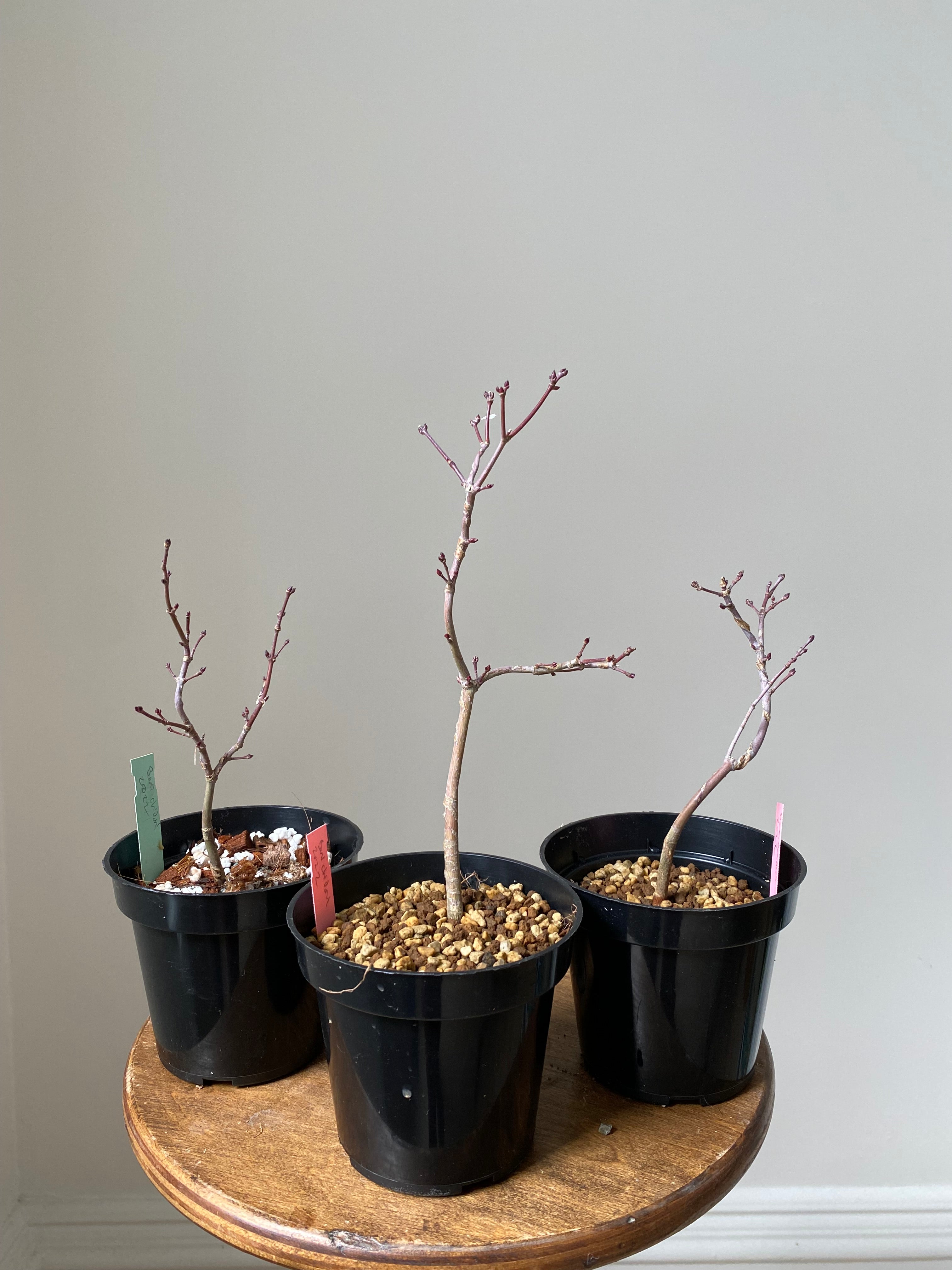 Japanese Maple 'Beni Chidori'