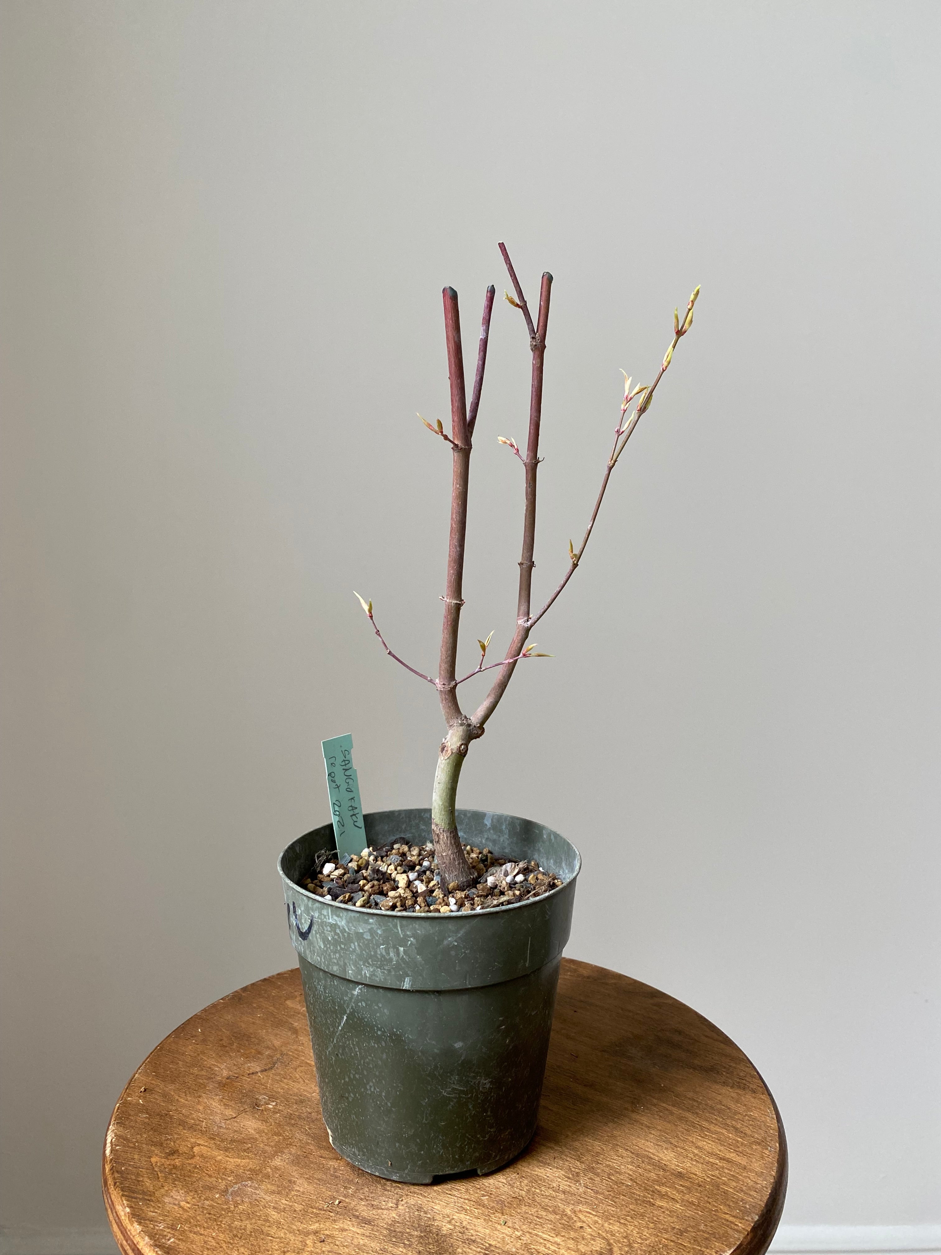 Japanese Maple 'Sango Kaku'