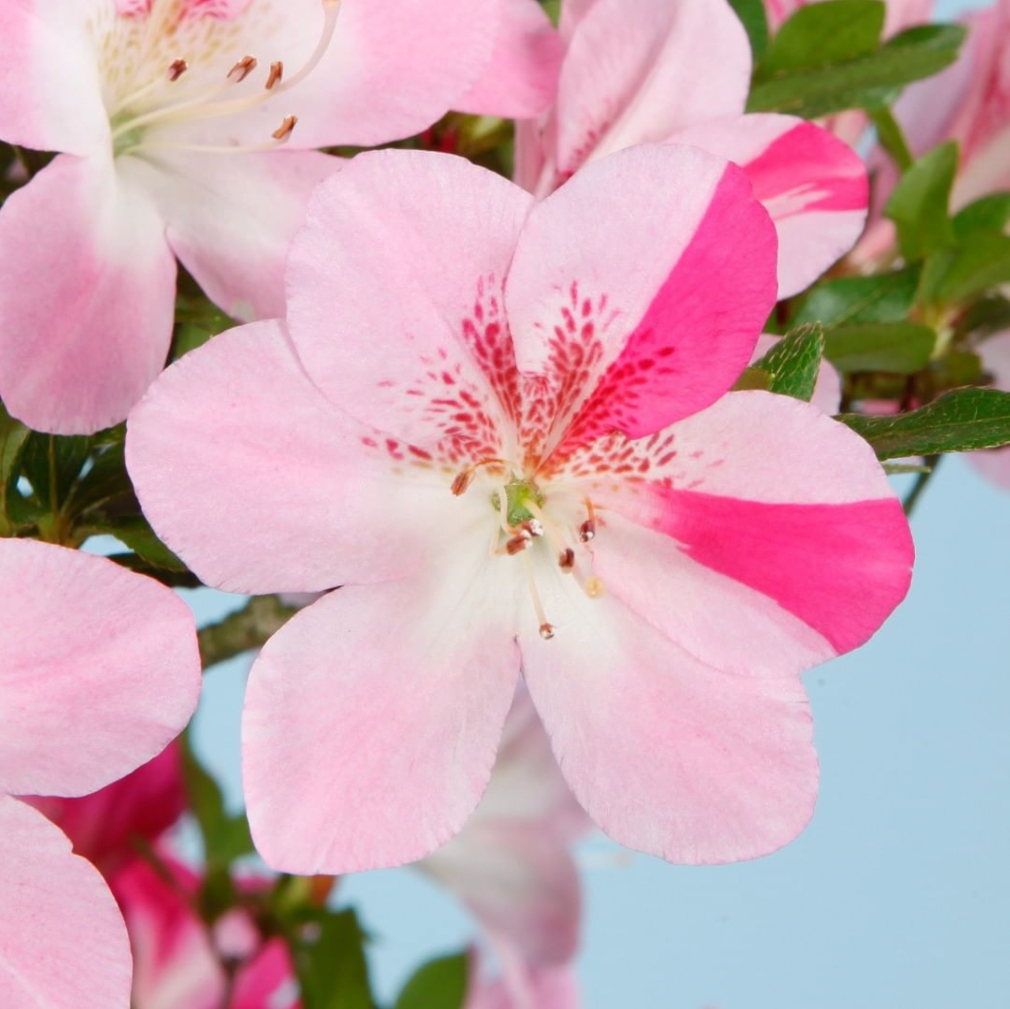 Satsuki Azalea 'Momoka'